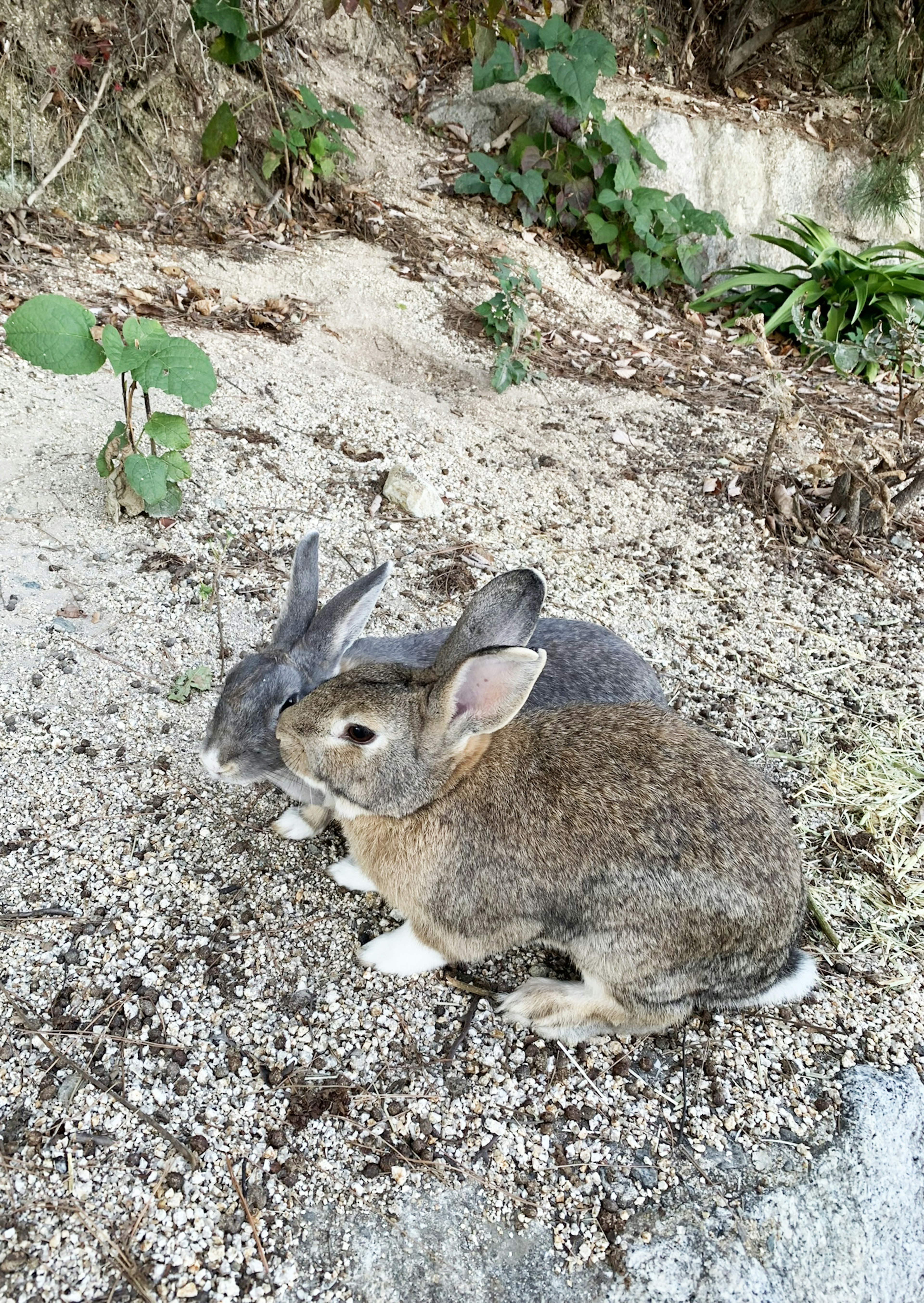 Zwei Kaninchen kuscheln auf sandigem Boden