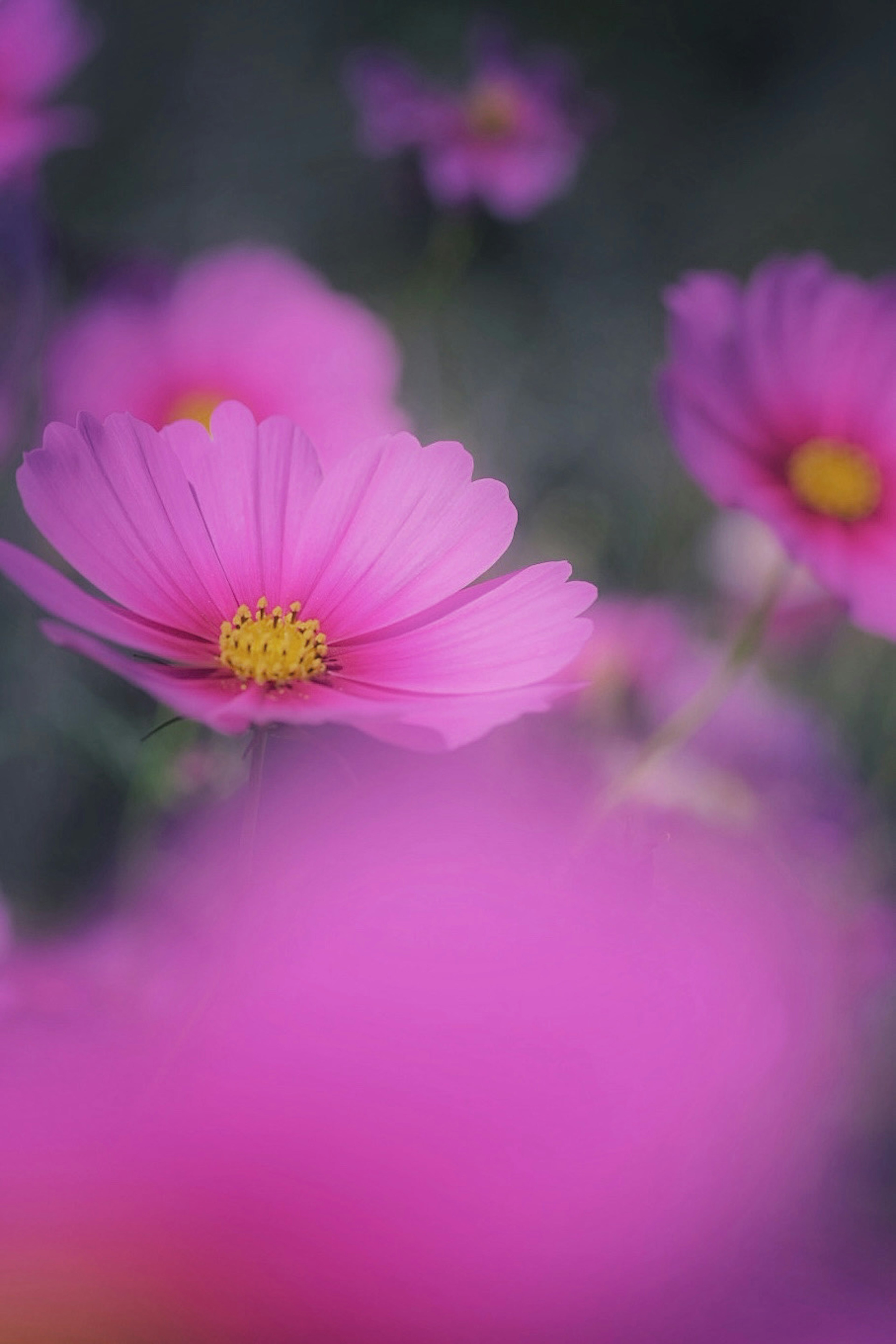 Close-up bunga pink dengan latar belakang kabur