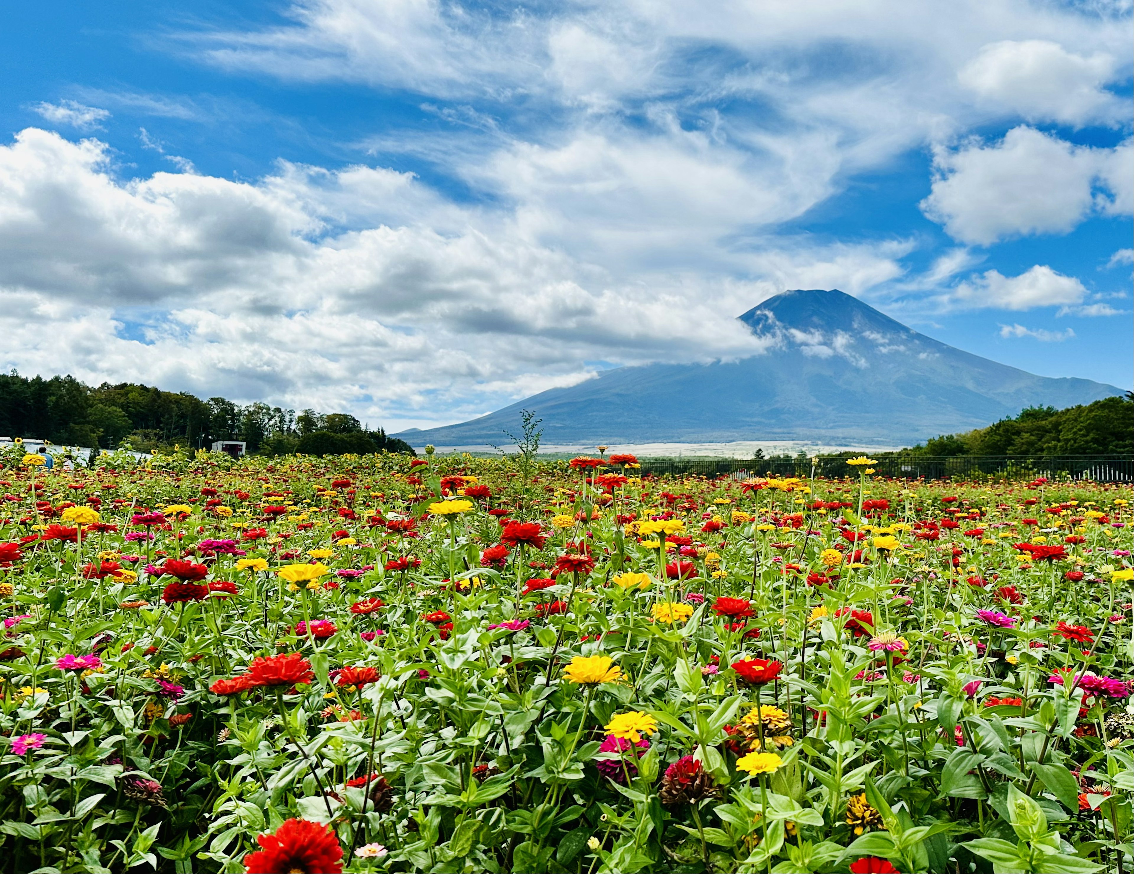 Campo di fiori vibranti con il monte Fuji sullo sfondo sotto un cielo blu