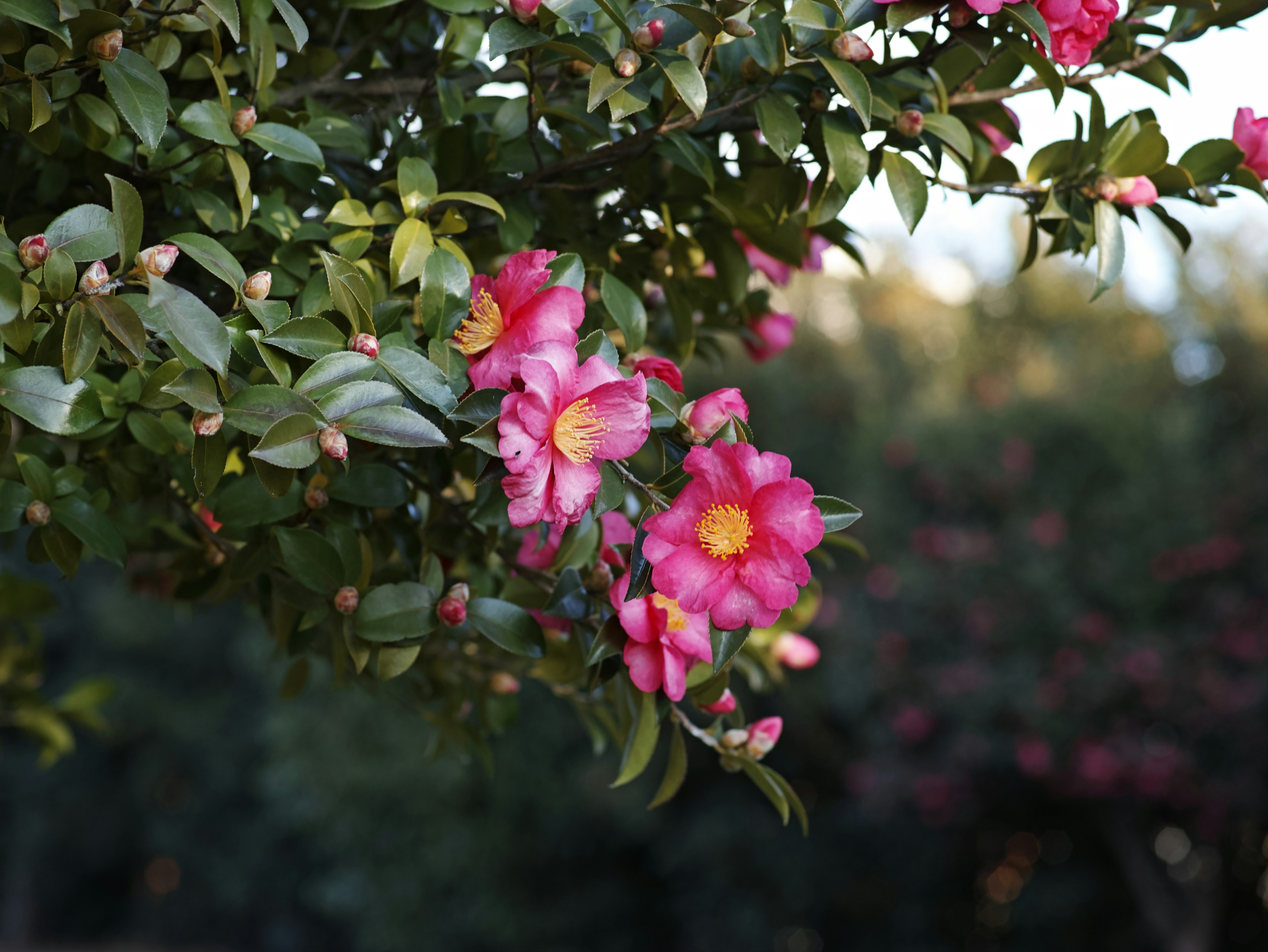 鮮やかなピンクの花と緑の葉を持つカメリアの枝