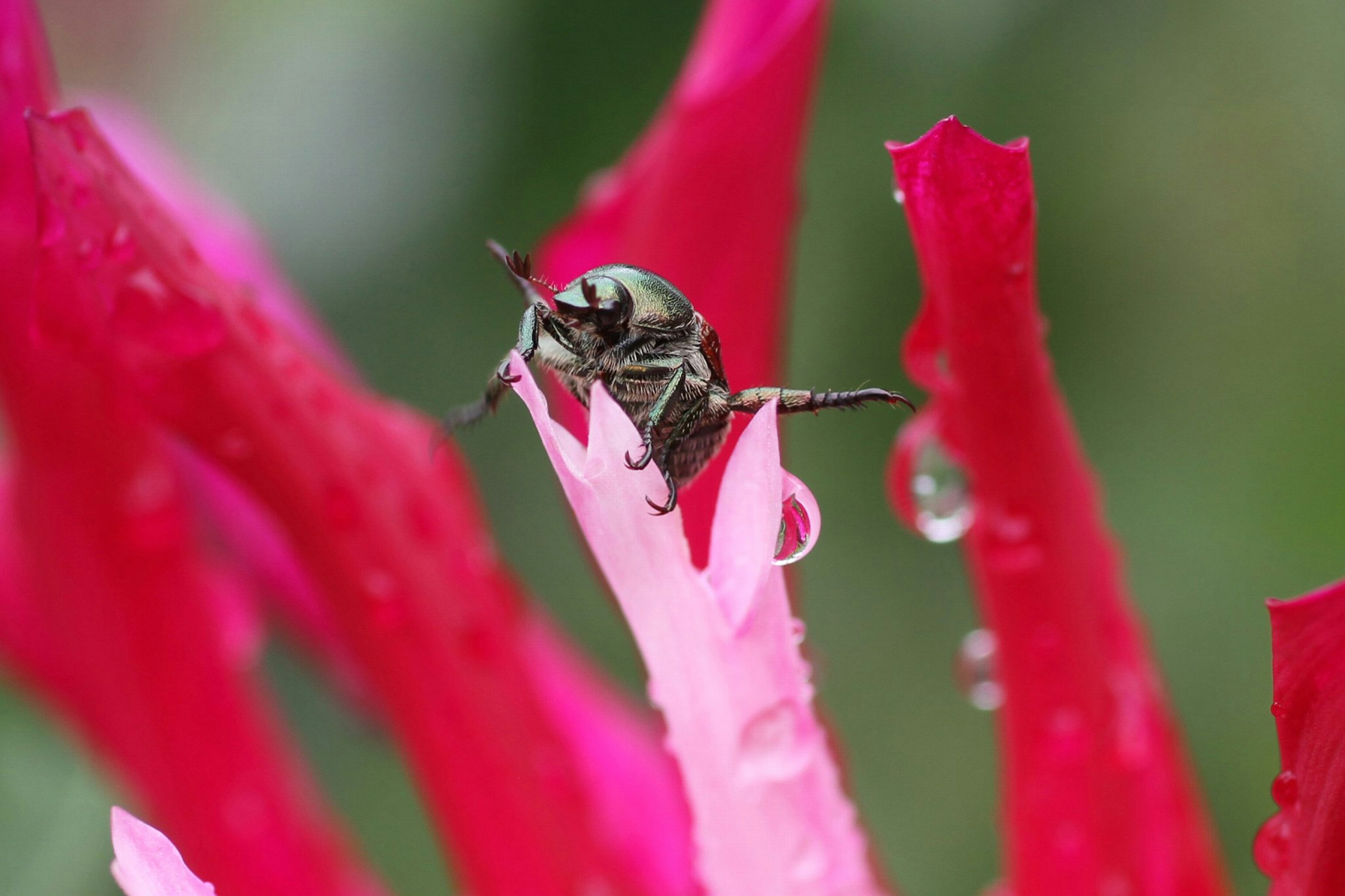 Primer plano de un insecto sobre una flor vibrante