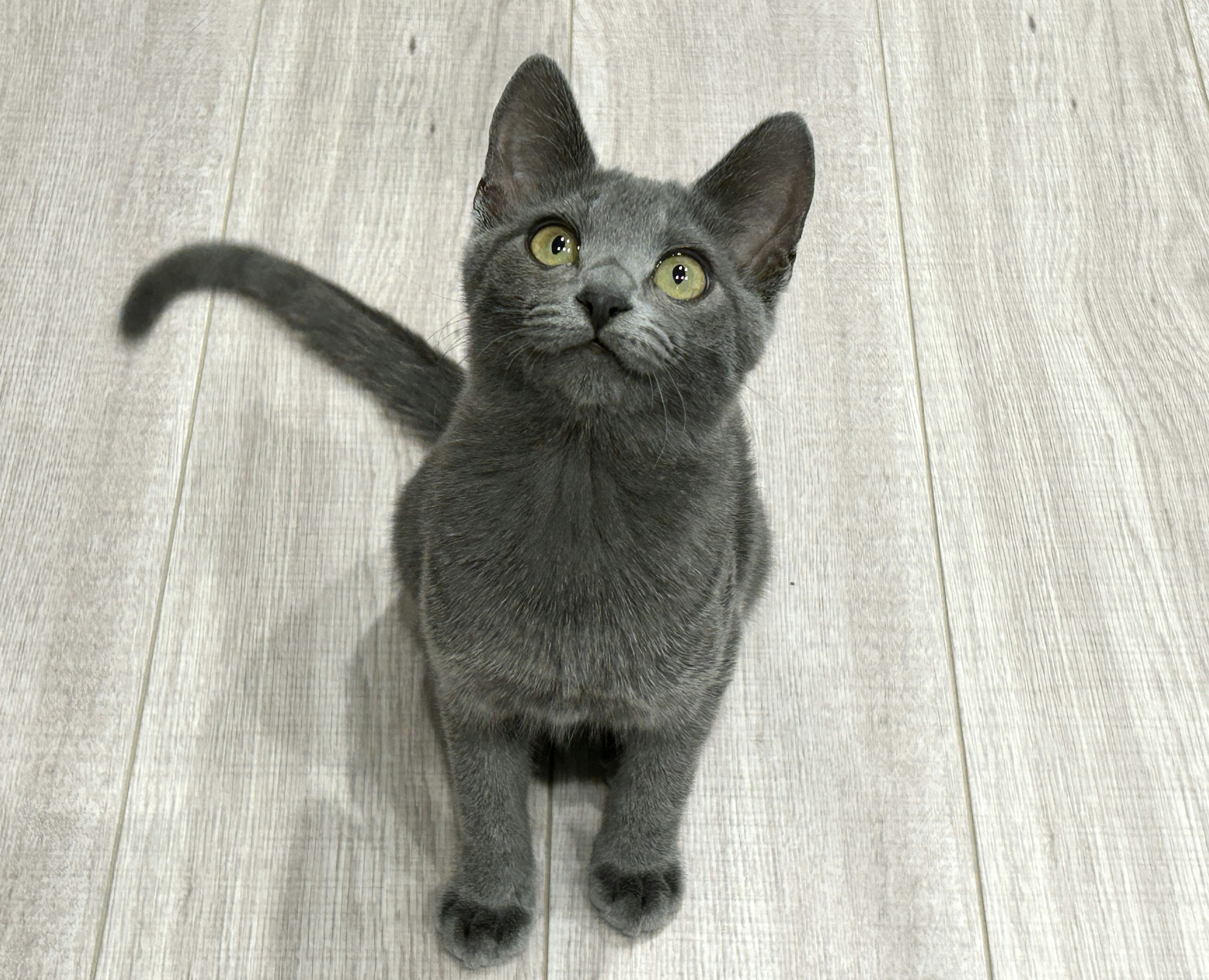 Gray kitten looking up with bright eyes