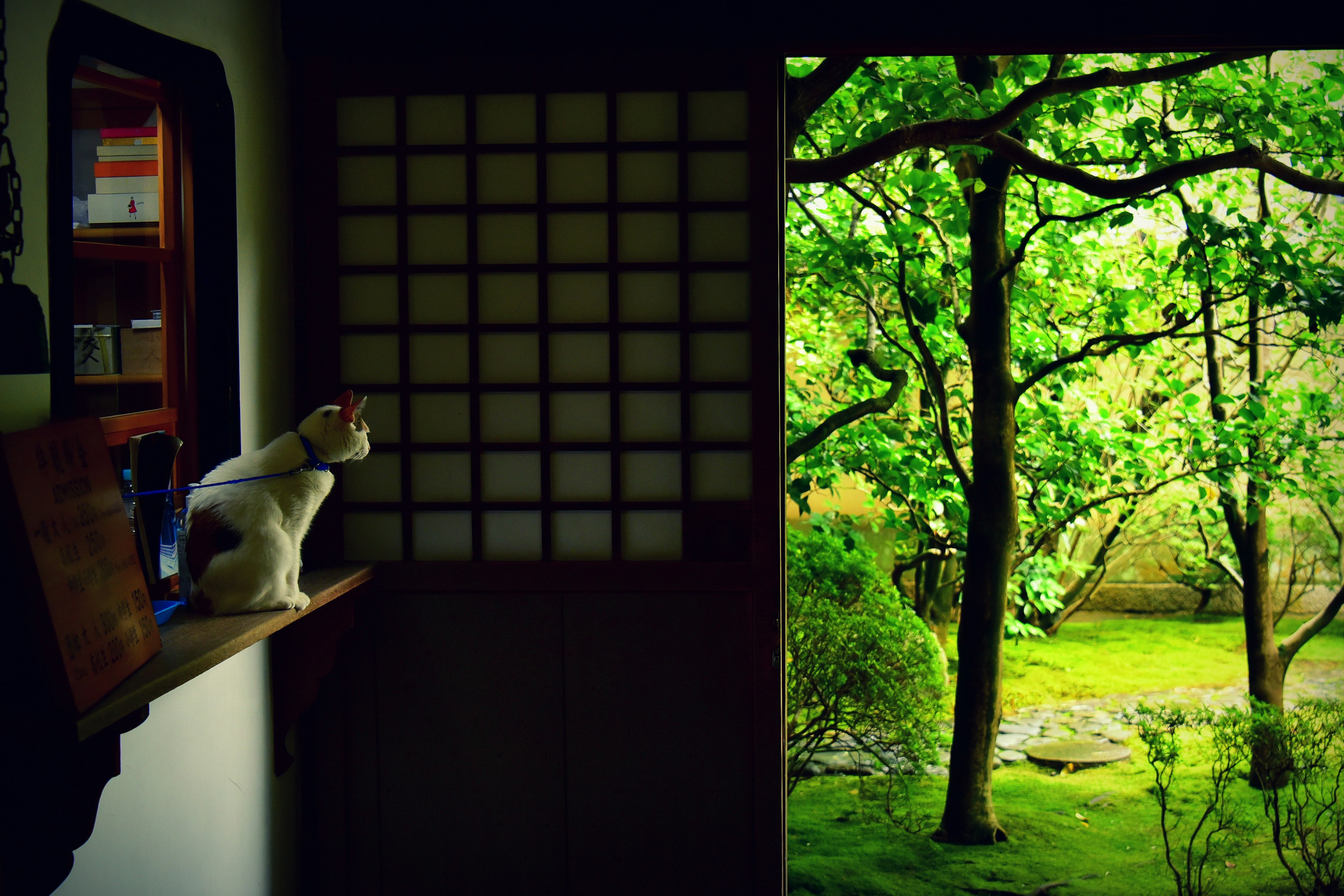 Un gato blanco sentado en un alféizar mirando un jardín verde