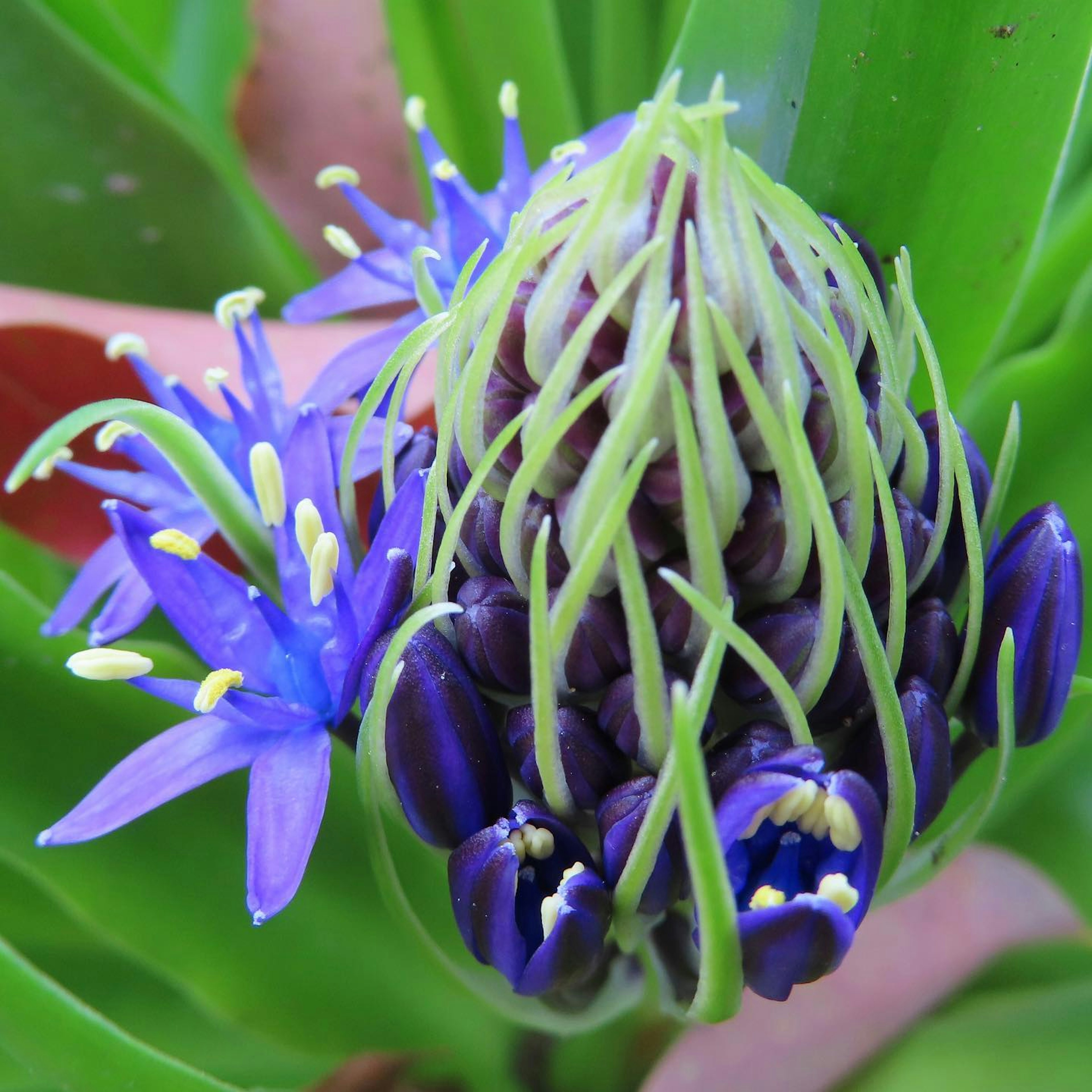 Acercamiento de una planta con flores moradas y hojas verdes