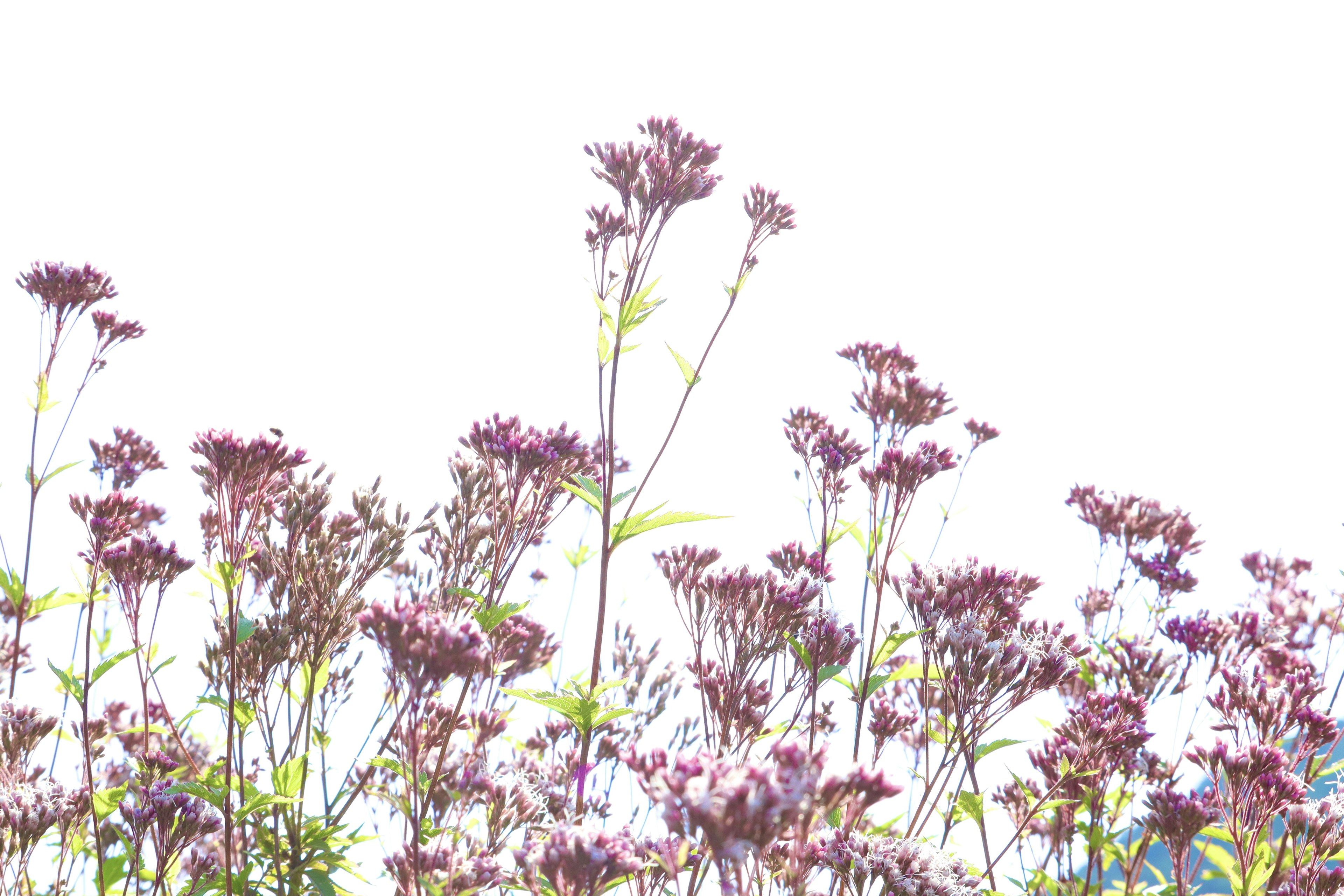 View of a field with delicate purple flowers against a bright white background