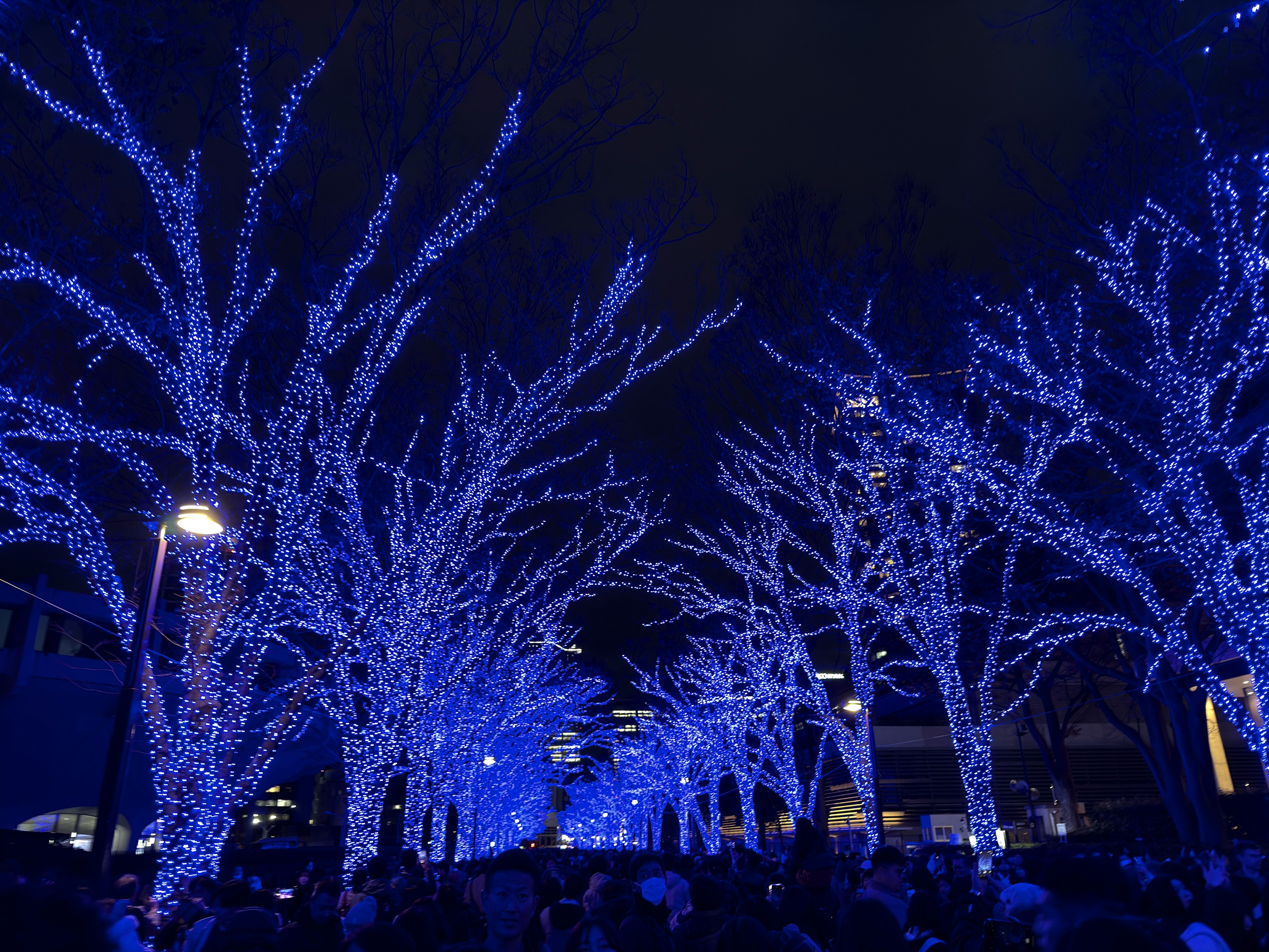 Scena notturna con alberi addobbati di luci blu