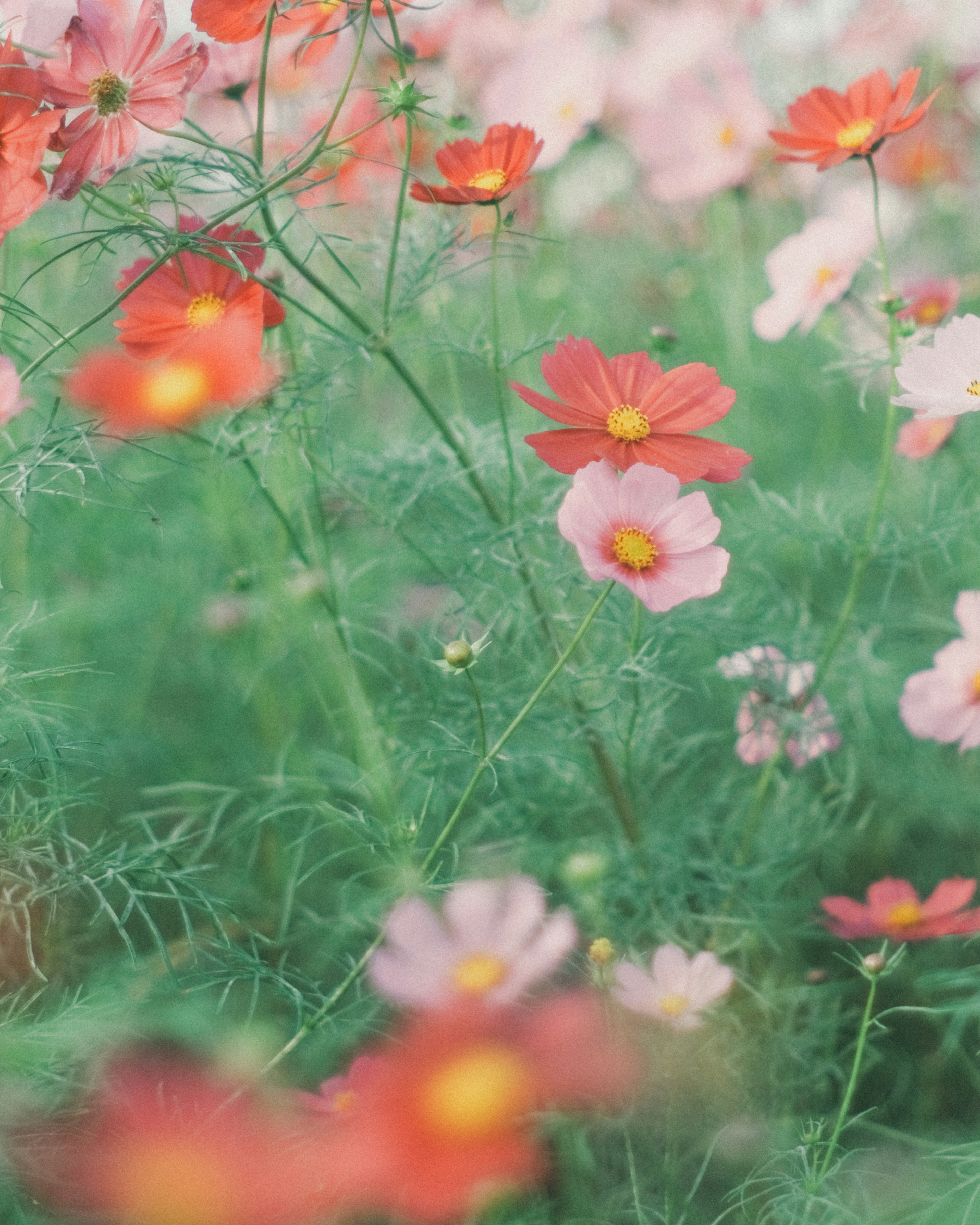 Un campo vibrante de flores de cosmos en tonos de rosa y rojo