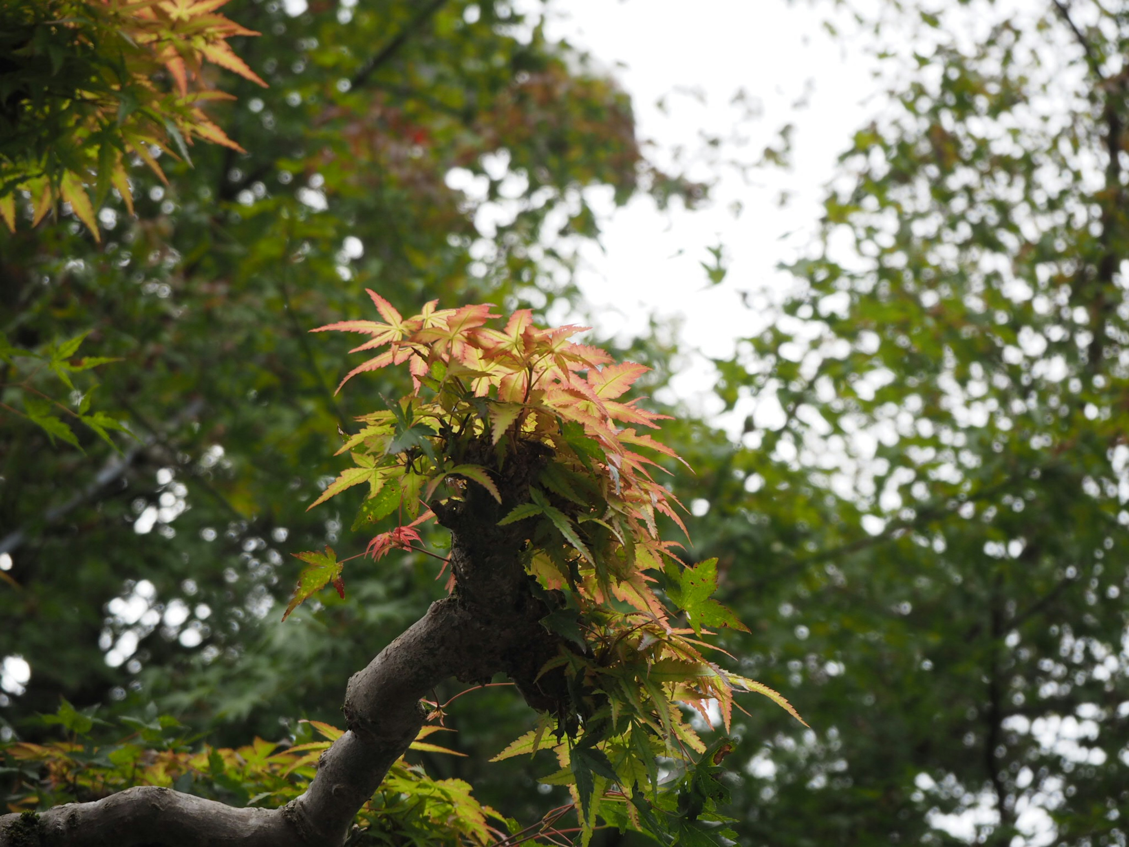 Maple tree branch with leaves changing to red and yellow