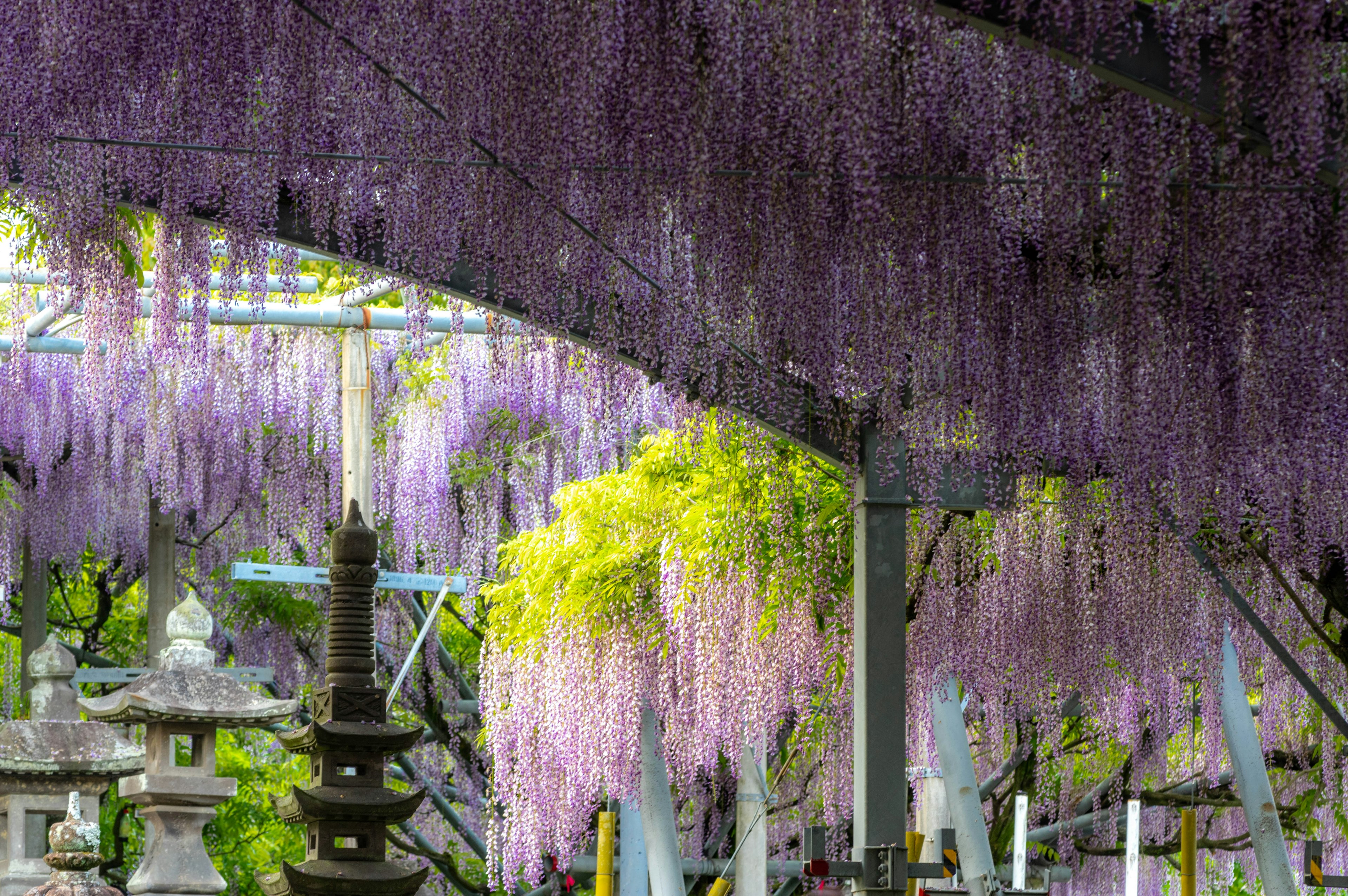 Una scena di giardino con fiori di glicine viola che pendono e una pagoda di pietra sullo sfondo