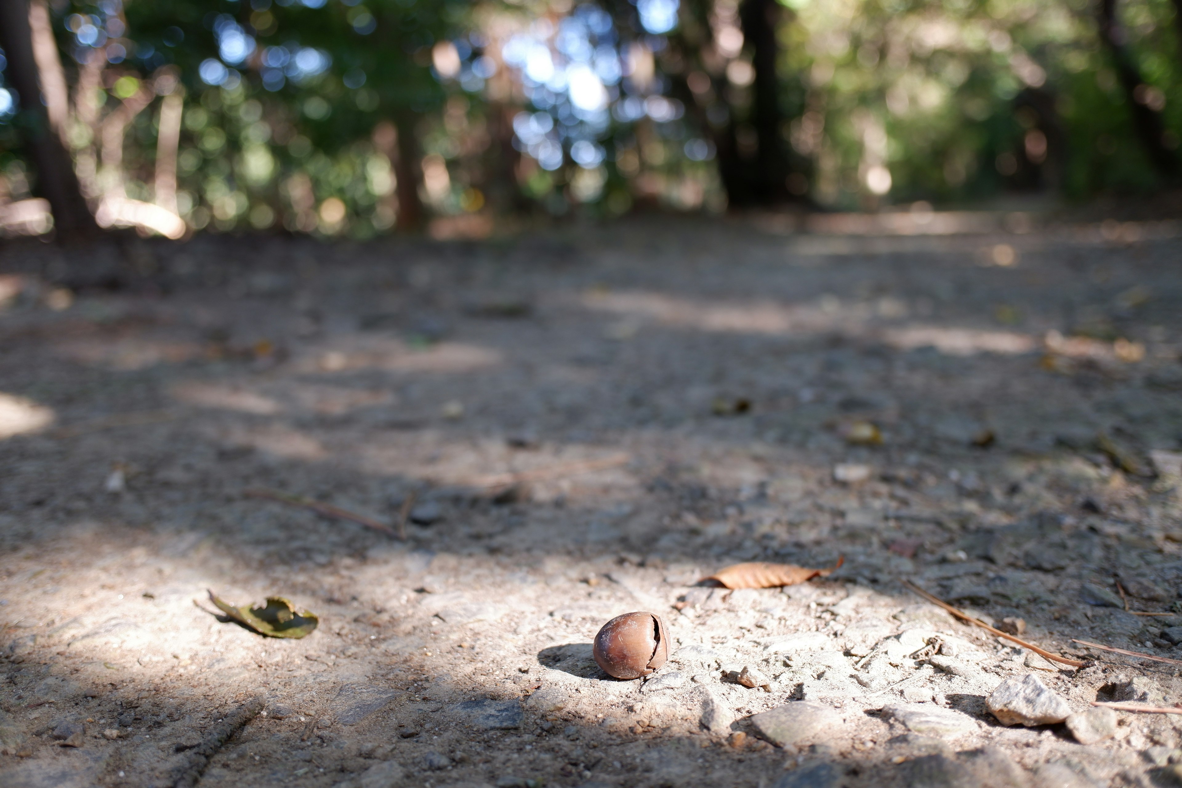 An acorn on the ground with surrounding natural light