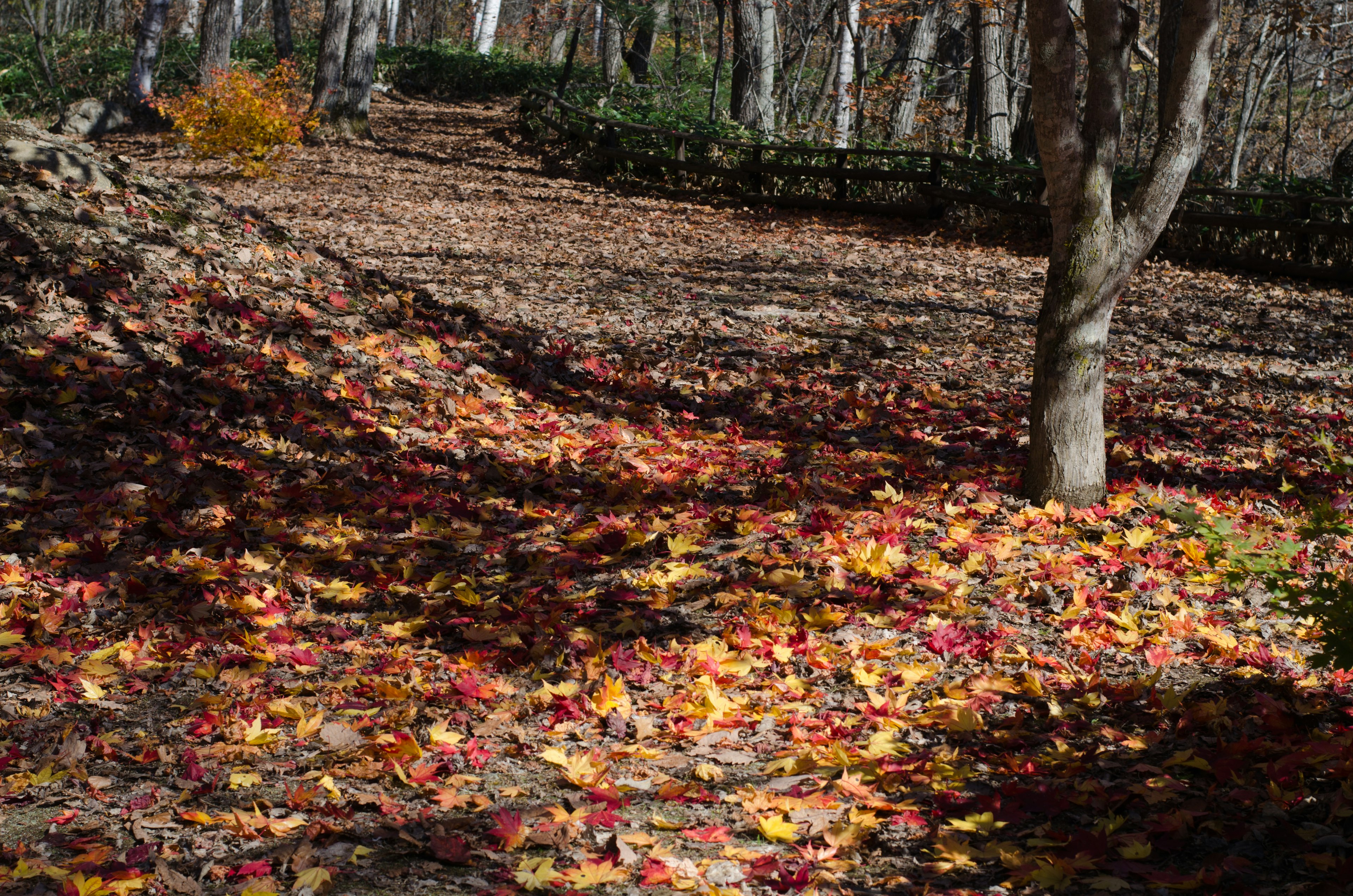 Bunte Herbstblätter verstreut auf einem Waldweg