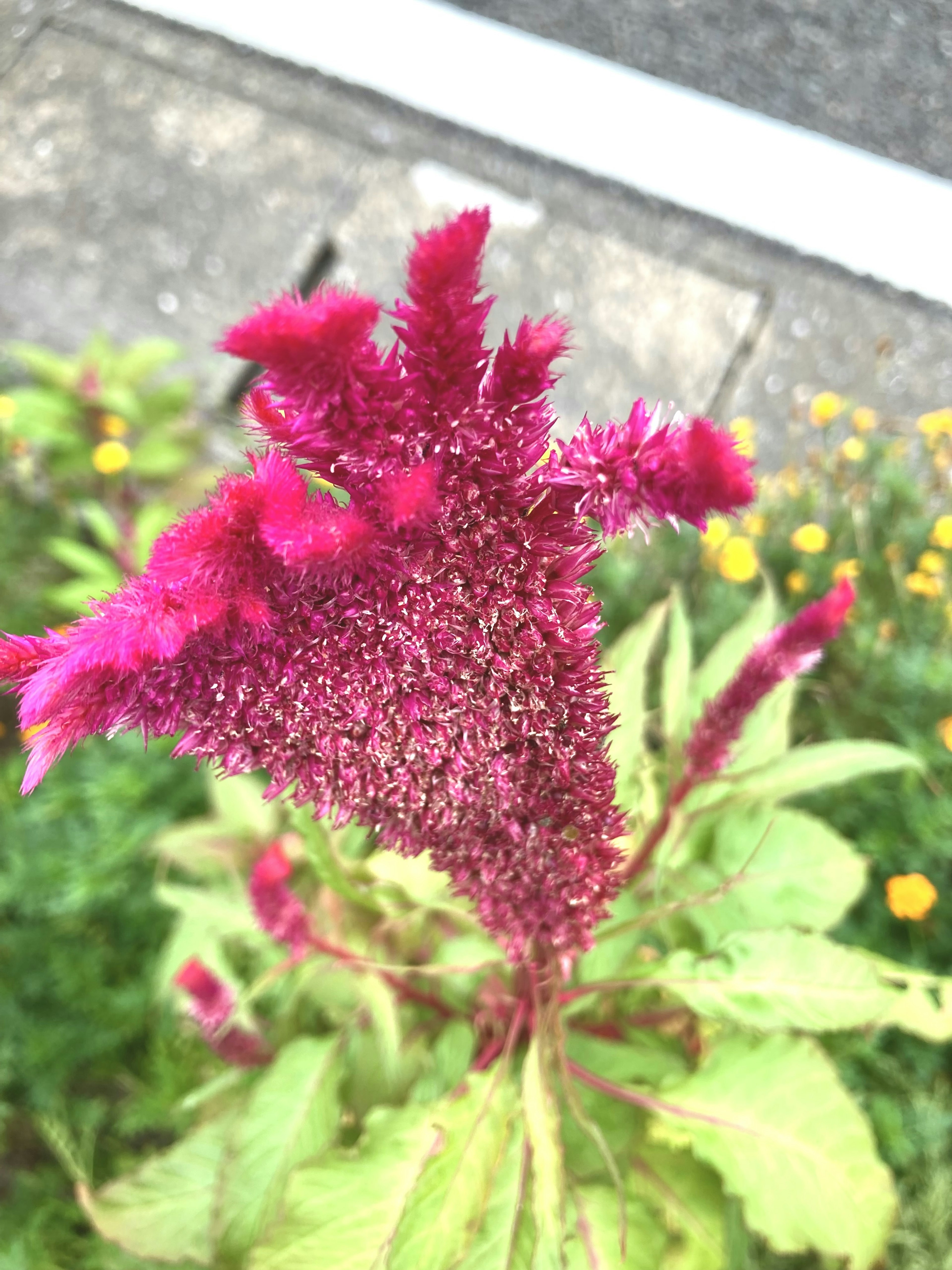 Nahaufnahme einer lebhaften magentafarbenen, federartigen Blume auf einer grünen Pflanze