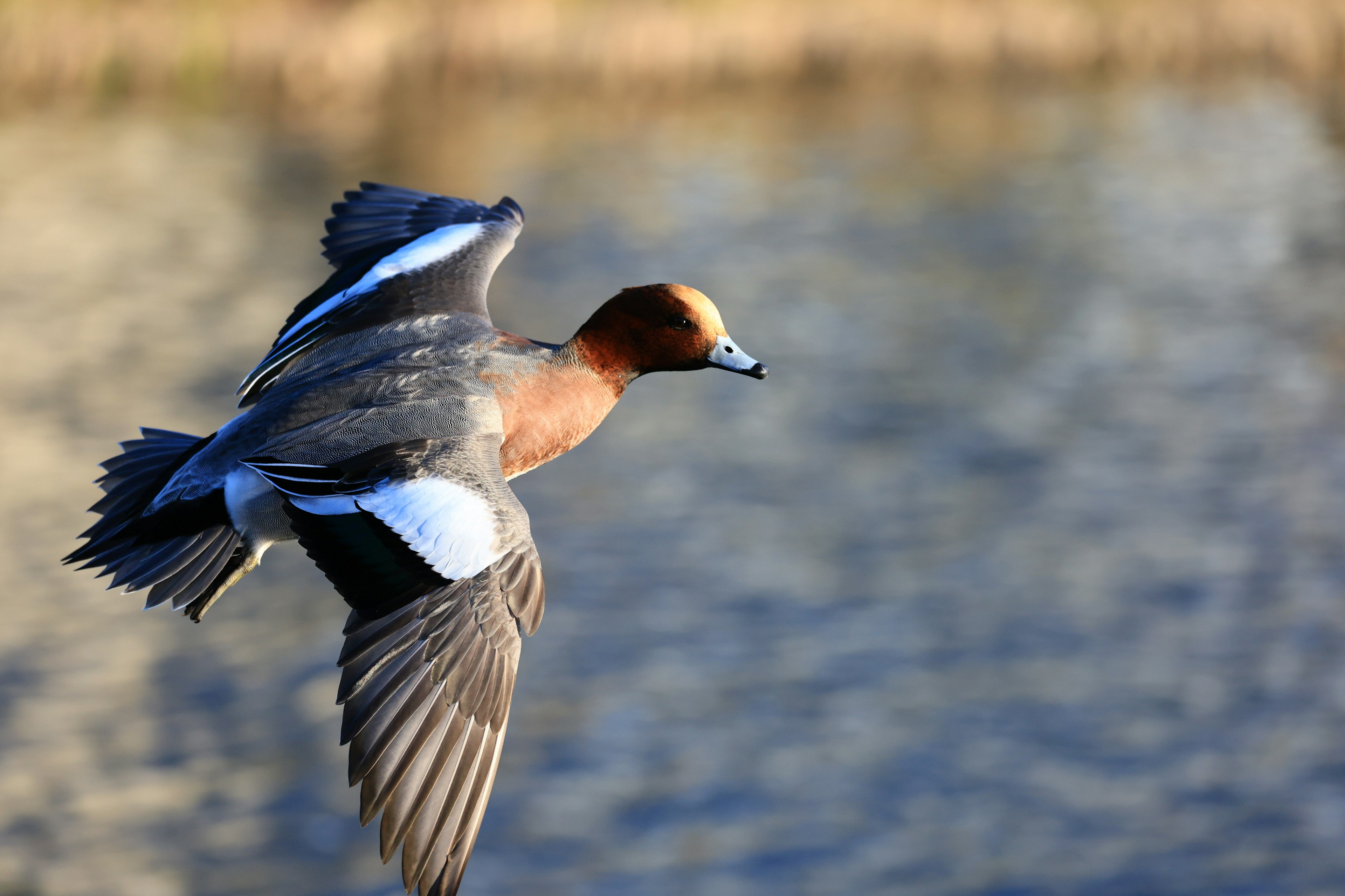 Un uccello in volo sopra l'acqua con una testa marrone vivace e ali blu