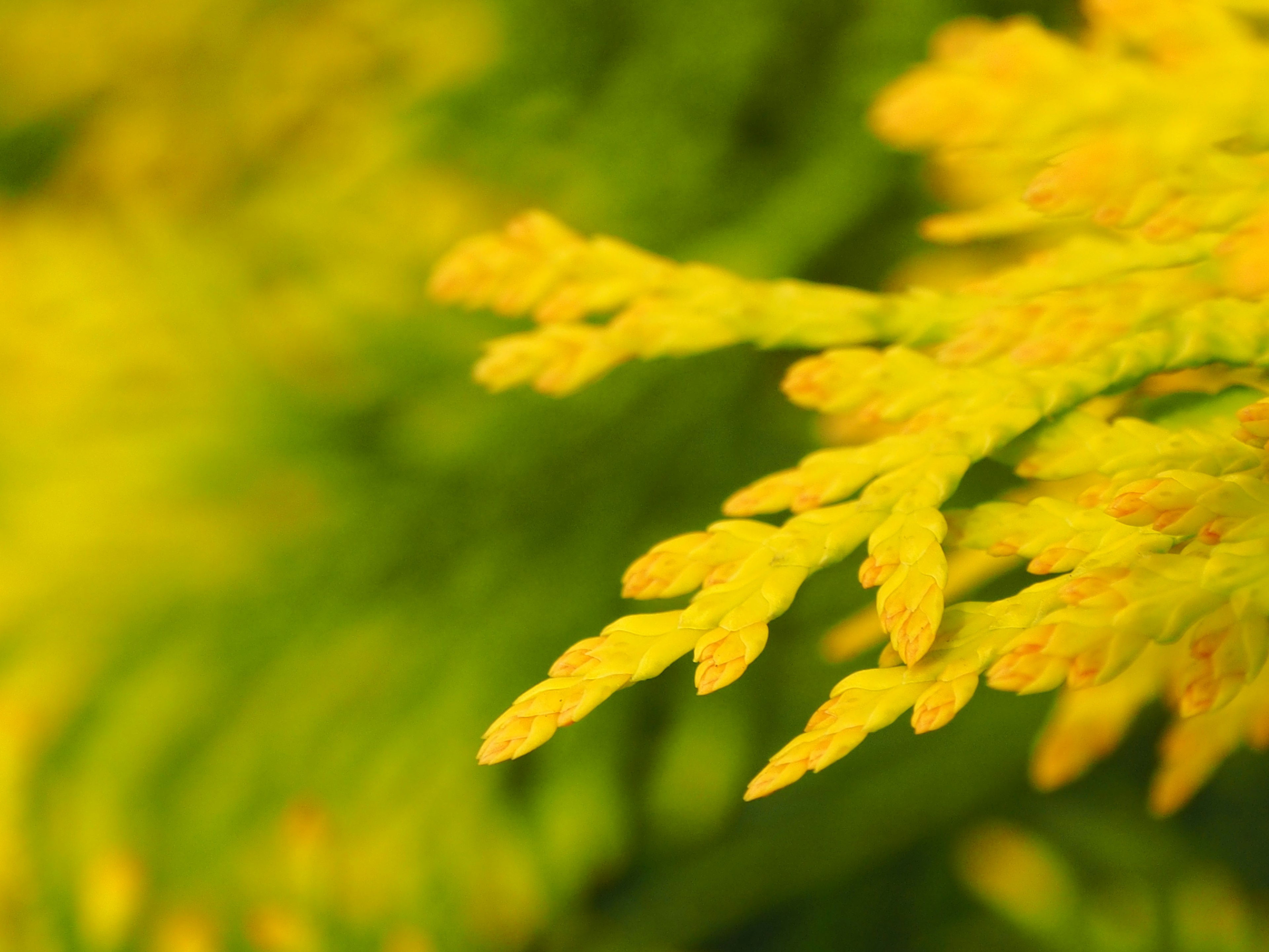 Primer plano de una planta con hojas amarillas vibrantes