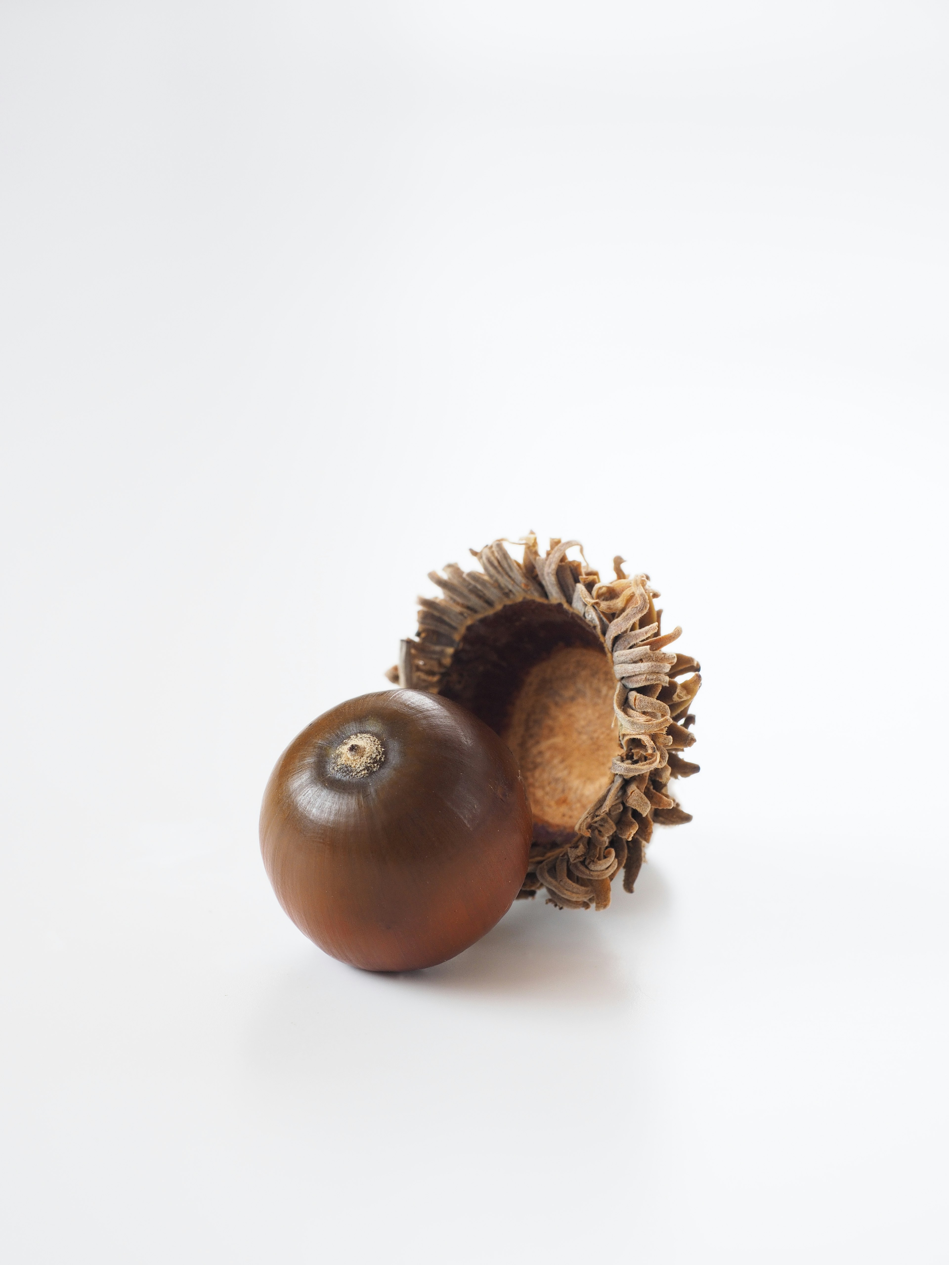 A brown acorn and its shell placed on a white background