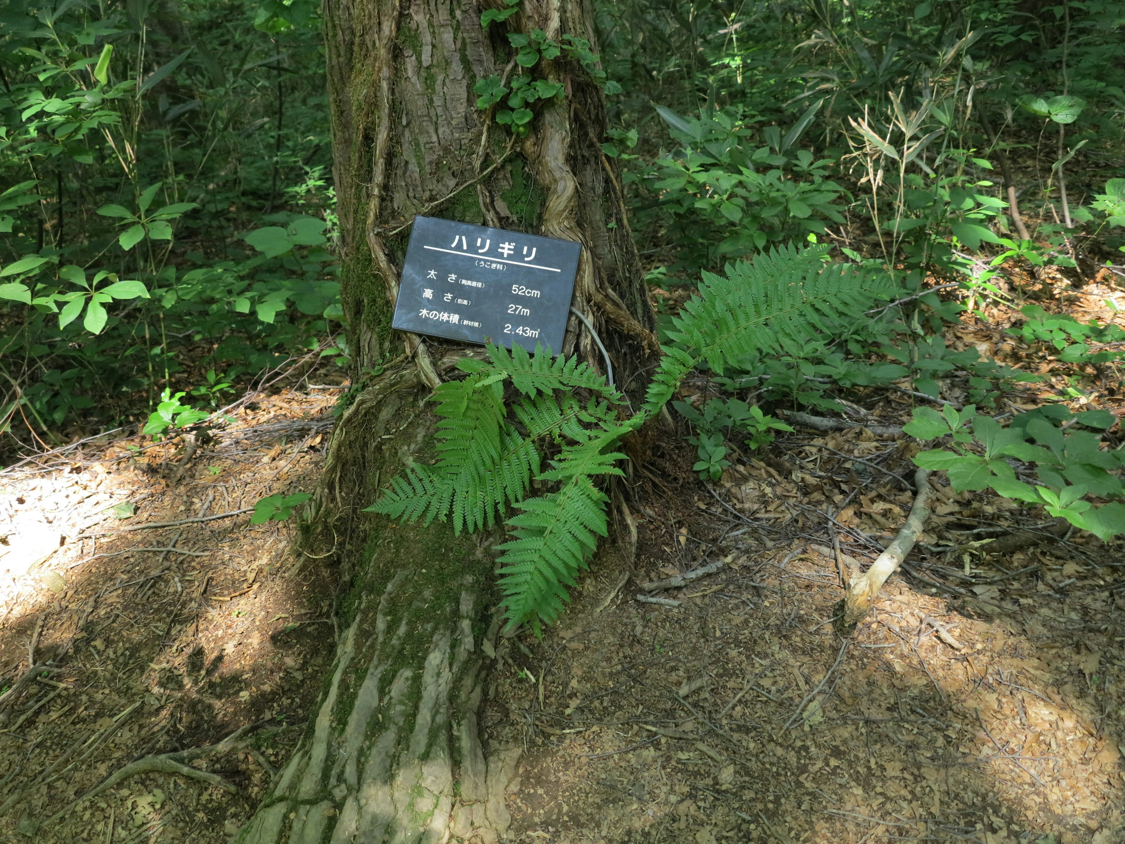 Signboard and fern plant at the base of a tree