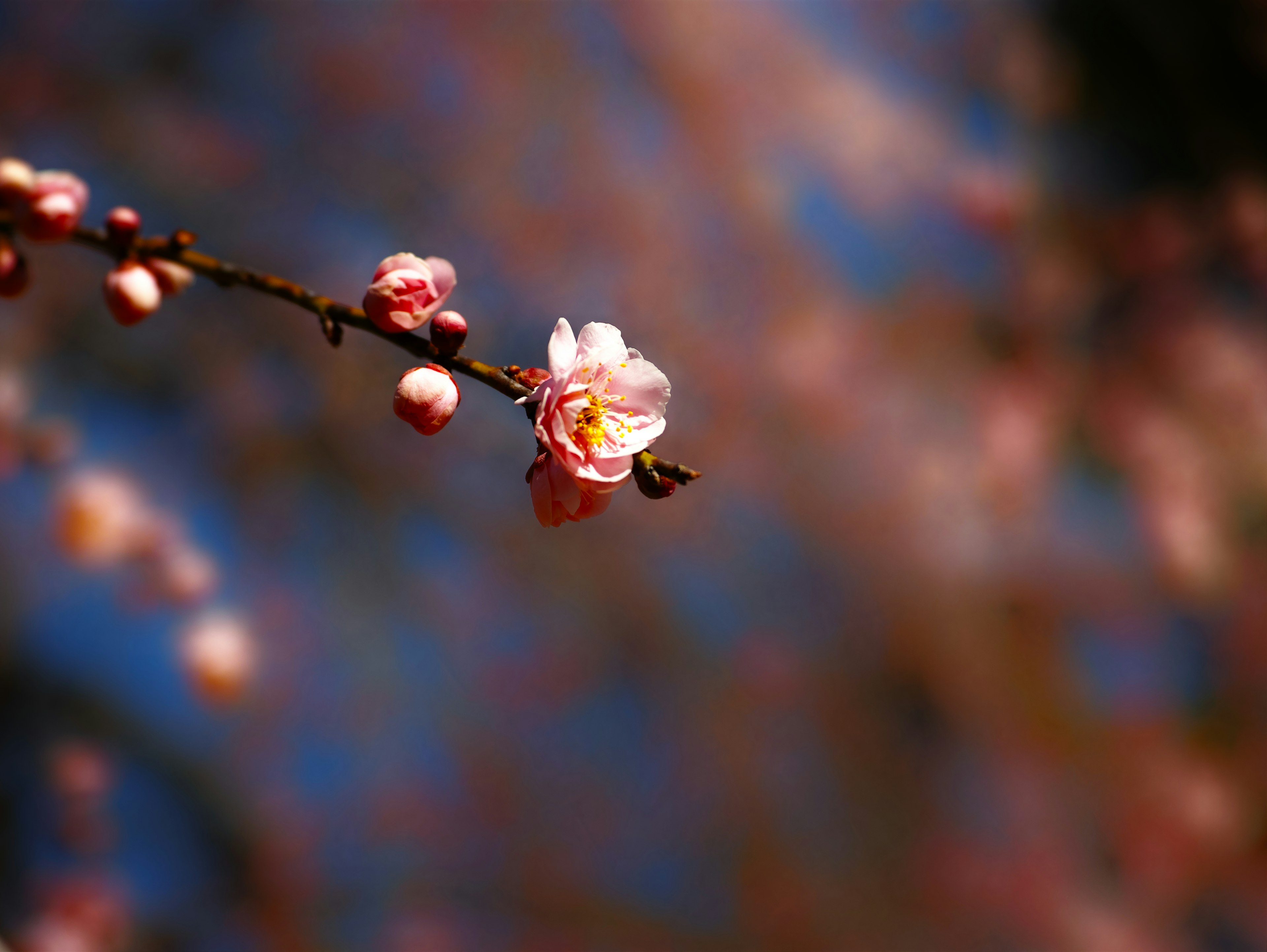 Beautiful cherry blossom flower and buds on a branch against a blue sky background