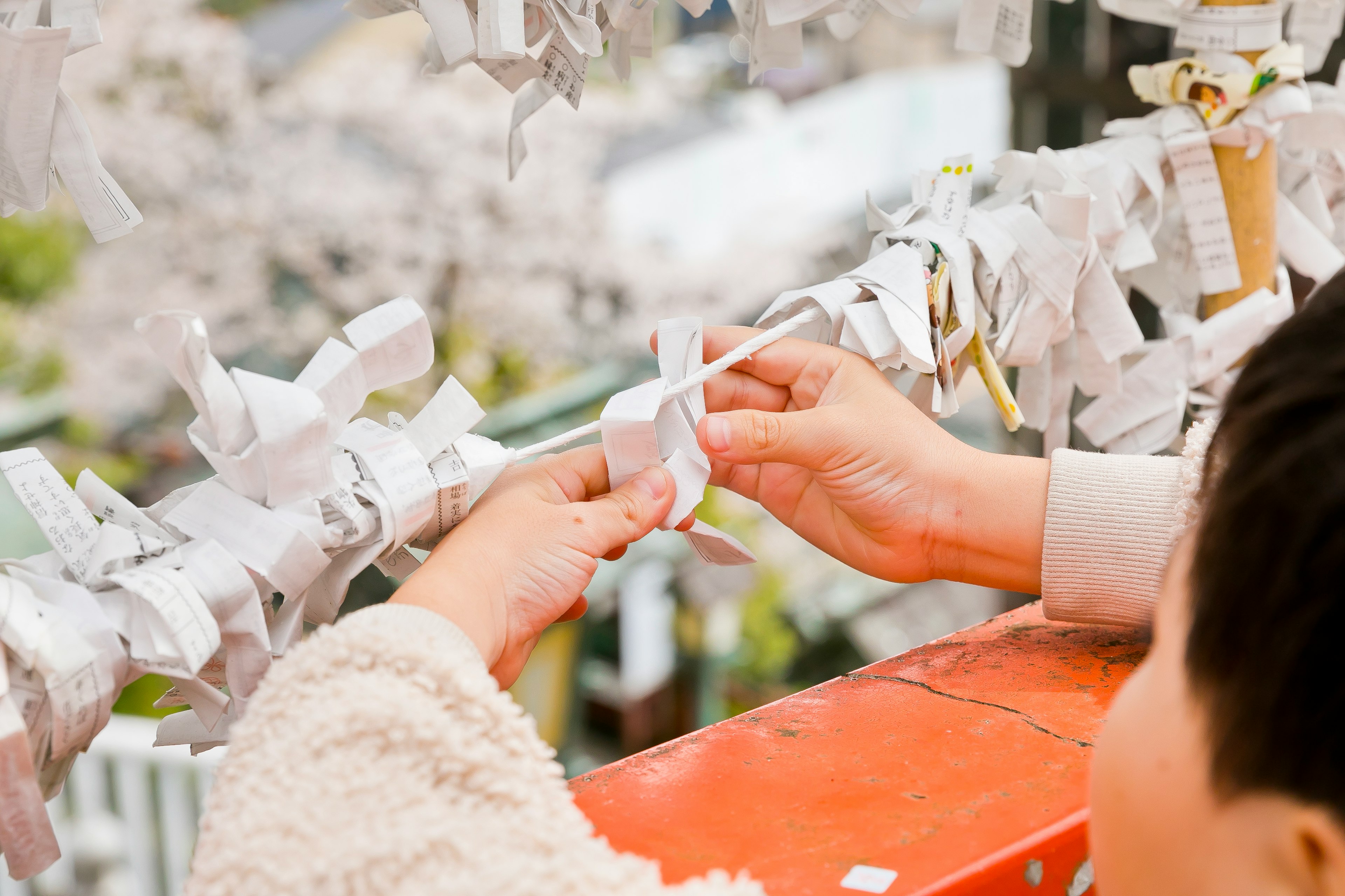 Hände binden Omikuji an einem Gestell mit Kirschblüten im Hintergrund