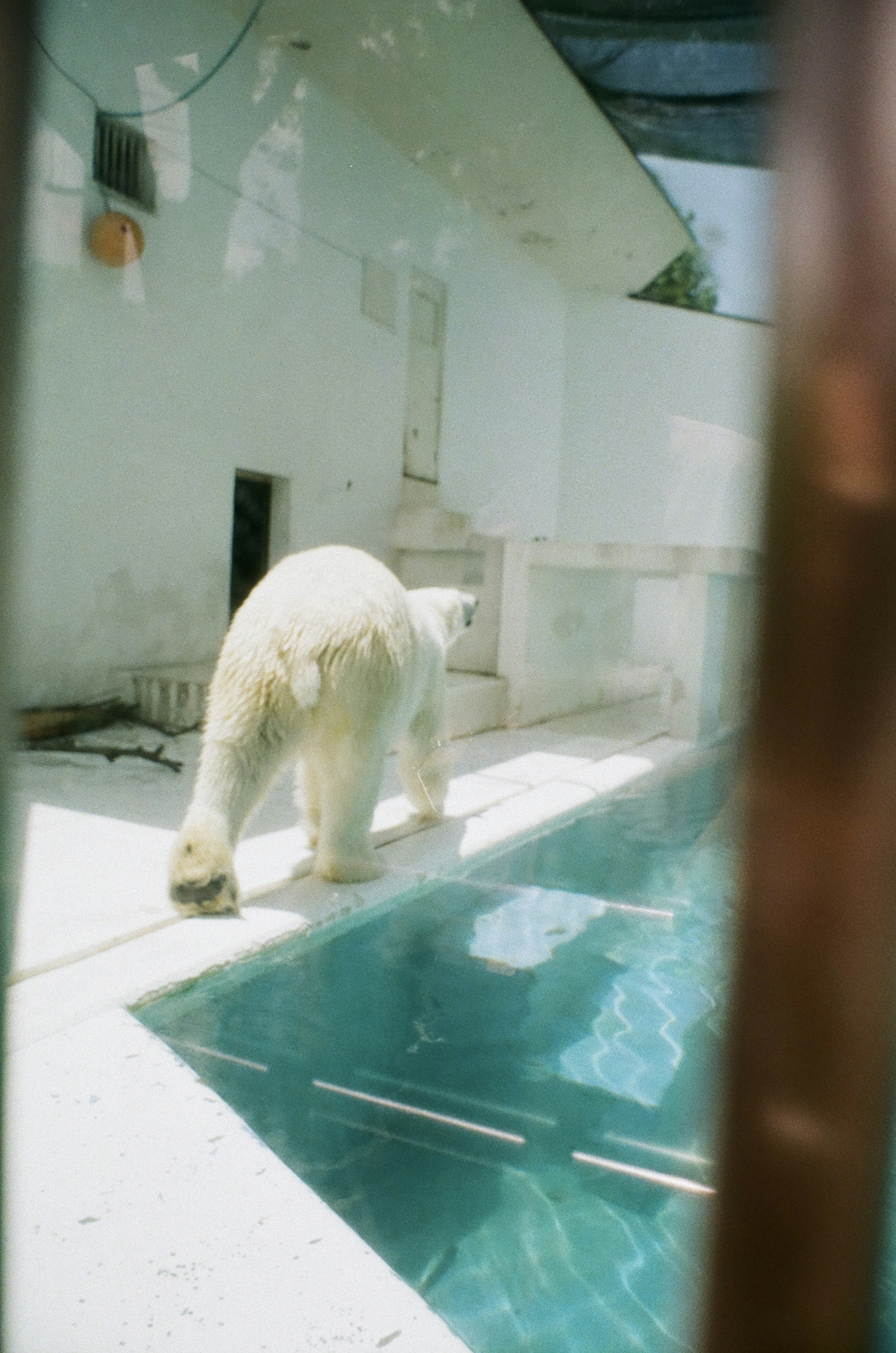 Un ours polaire marchant près d'une piscine dans un enclos lumineux