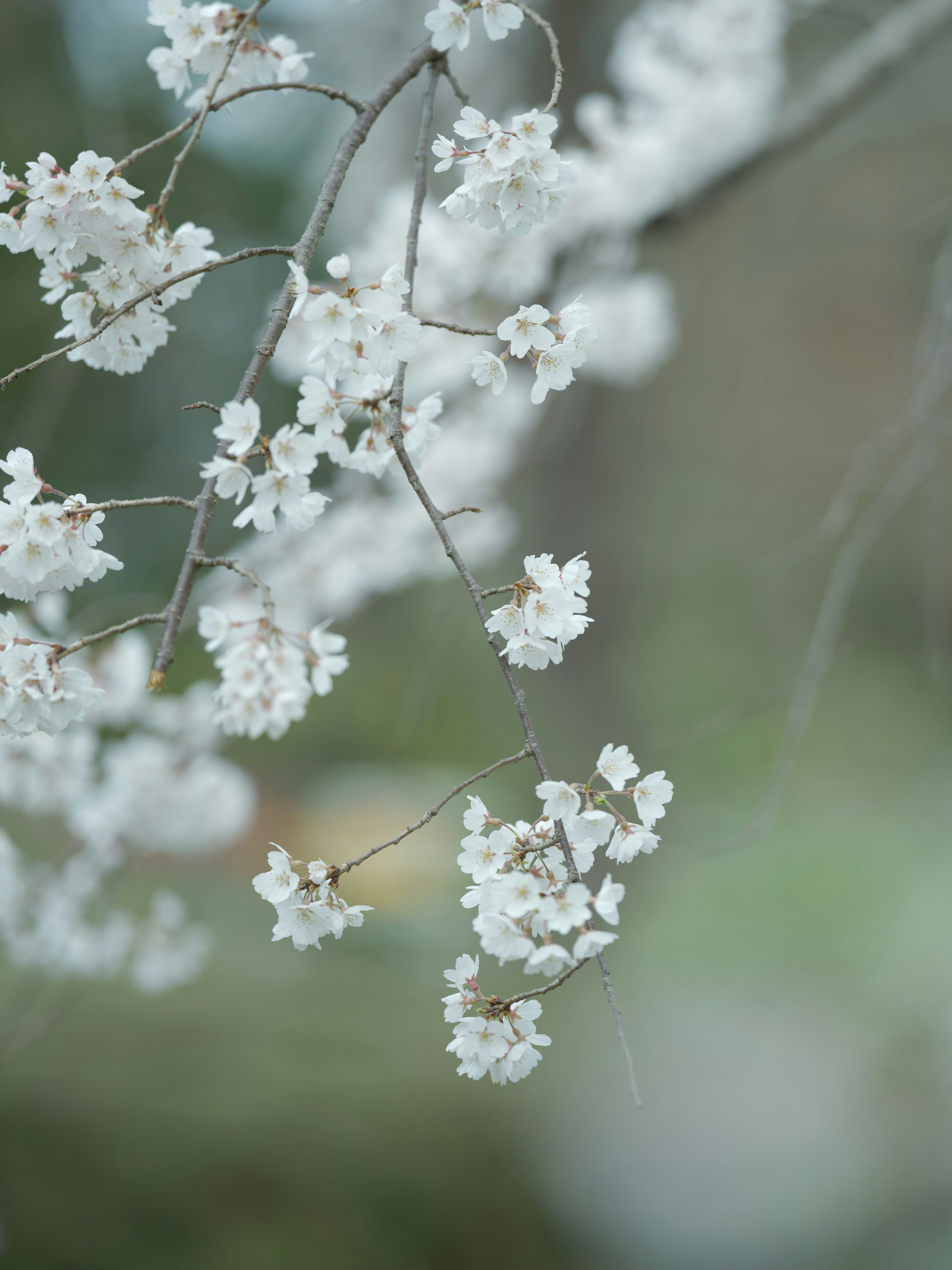 Nahaufnahme von Zweigen mit blühenden weißen Blumen