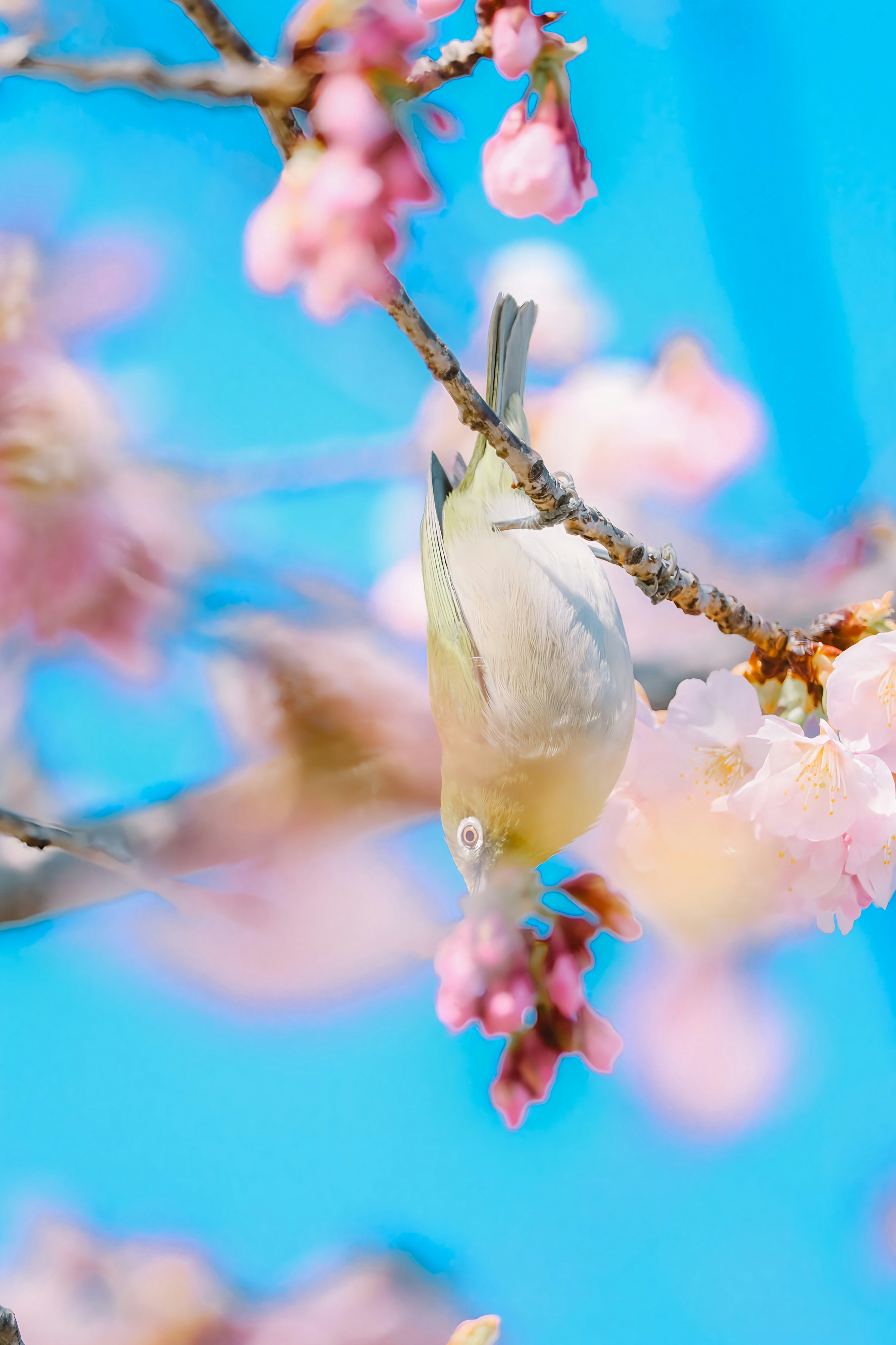 A small bird hanging upside down among cherry blossoms