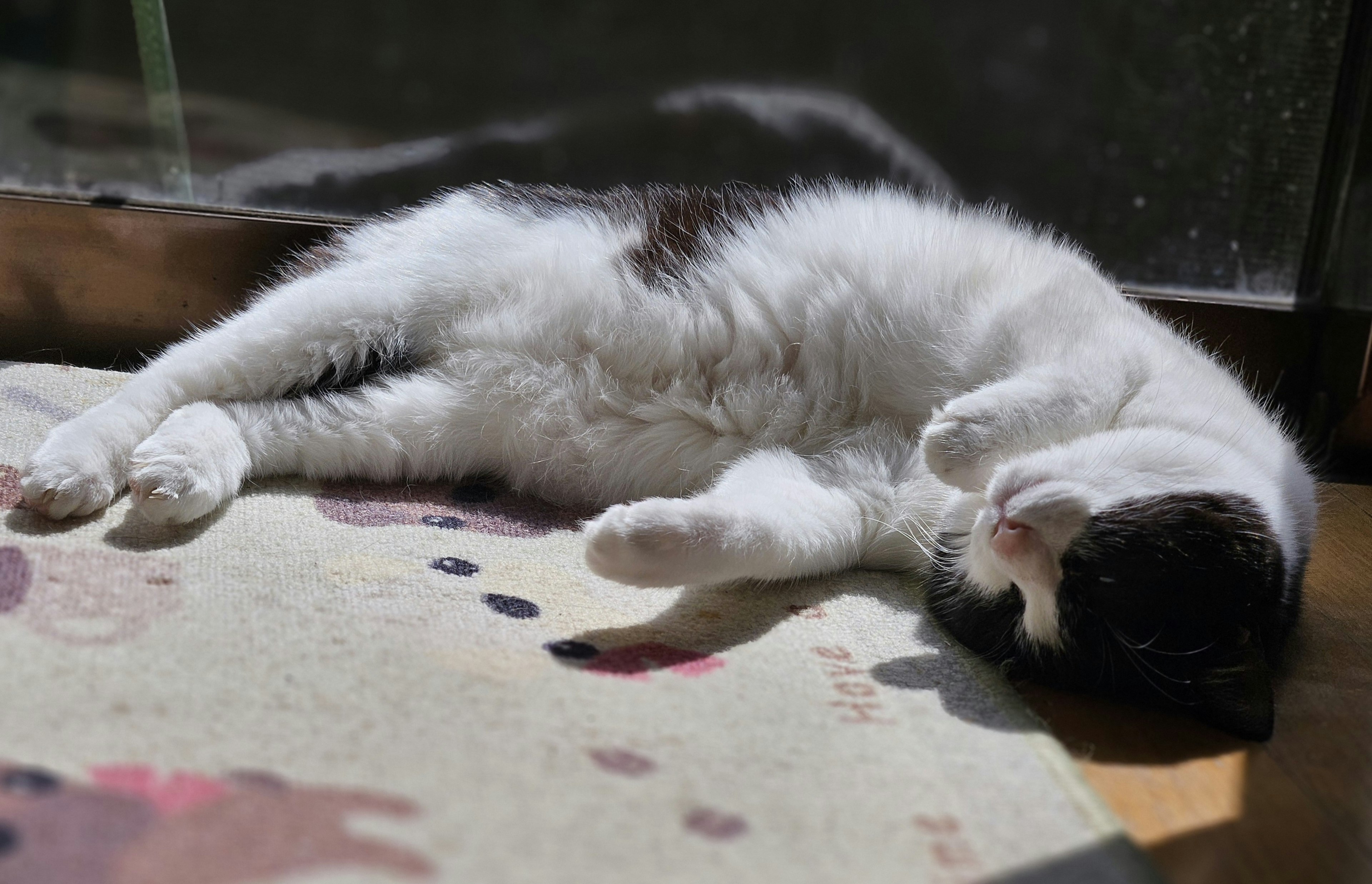 Seekor kucing hitam dan putih berbaring di sisinya