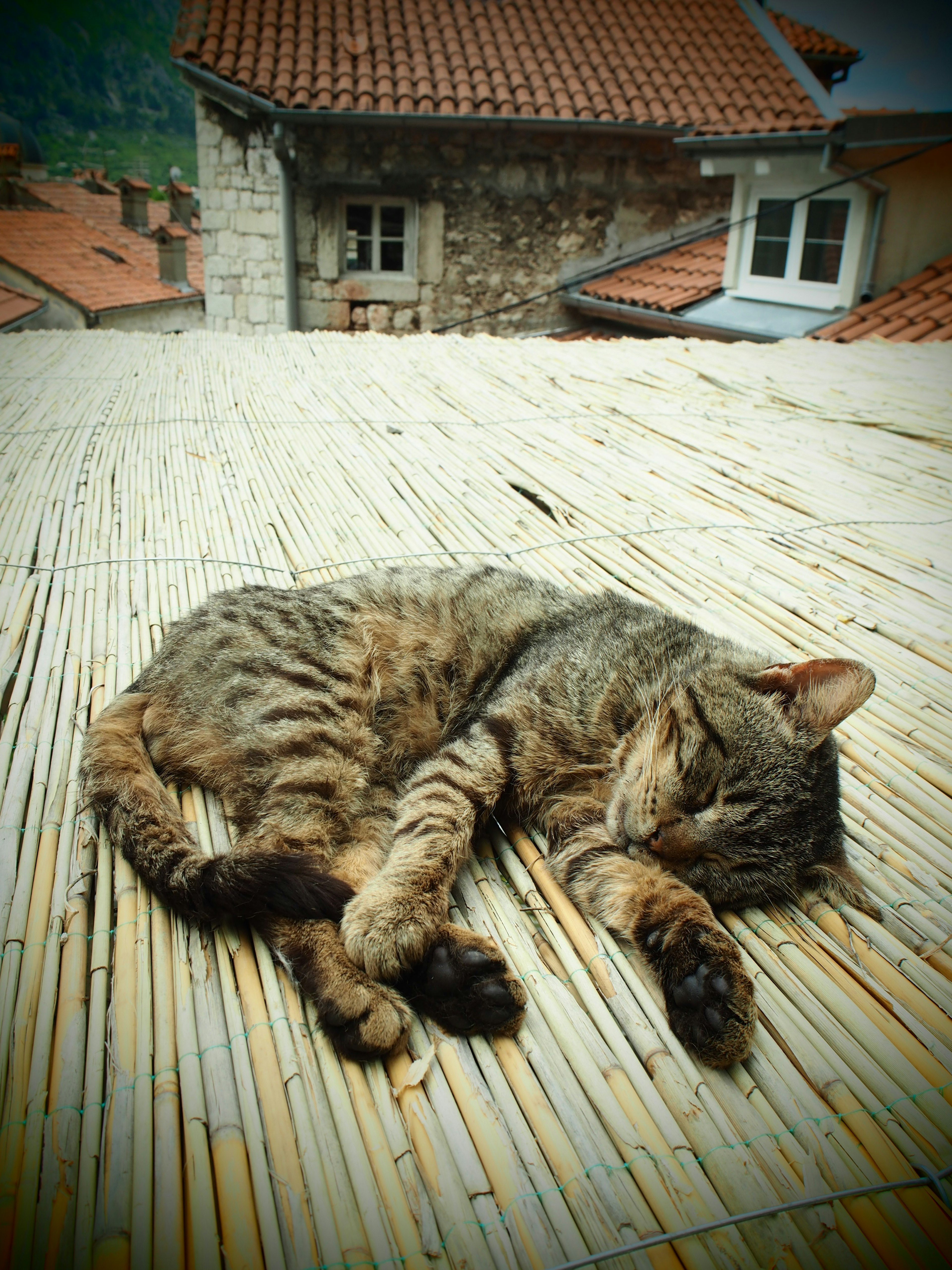 Tabby cat sleeping on a rooftop with buildings in the background