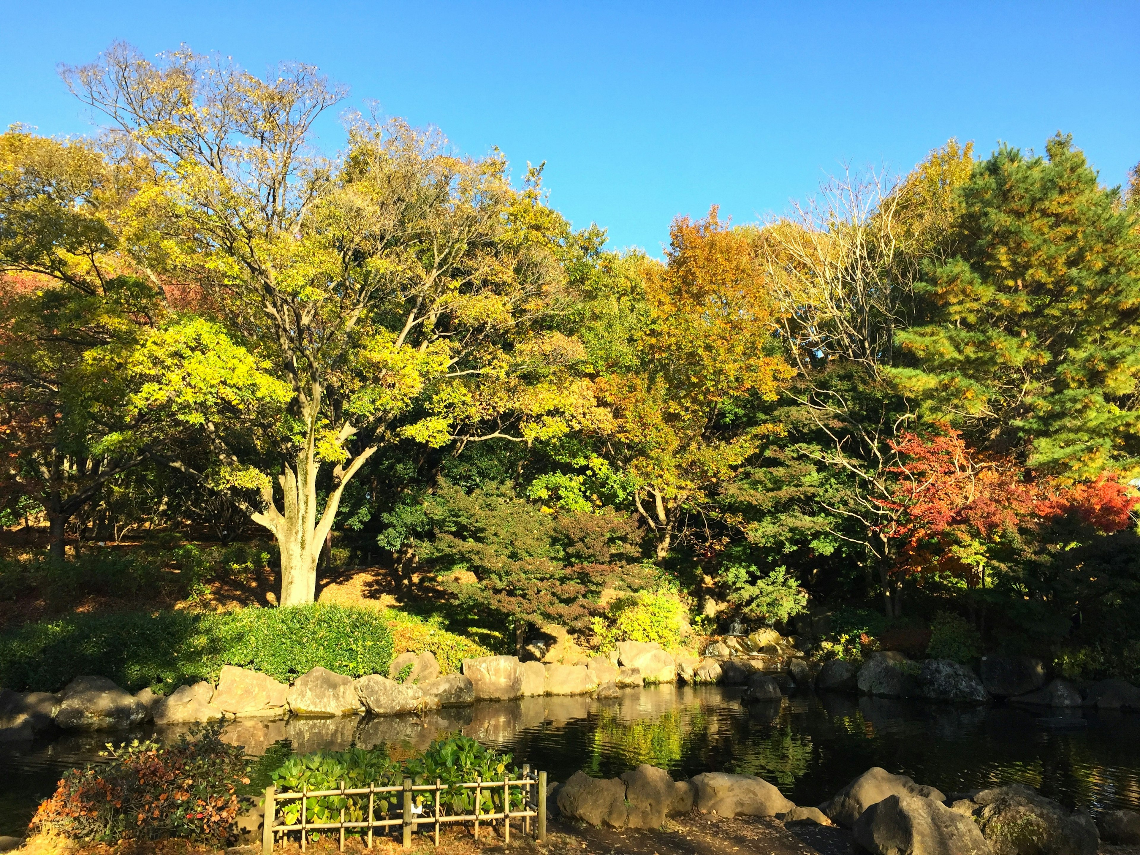 青空の下に広がる秋の風景 緑と黄色の木々が水辺を囲む