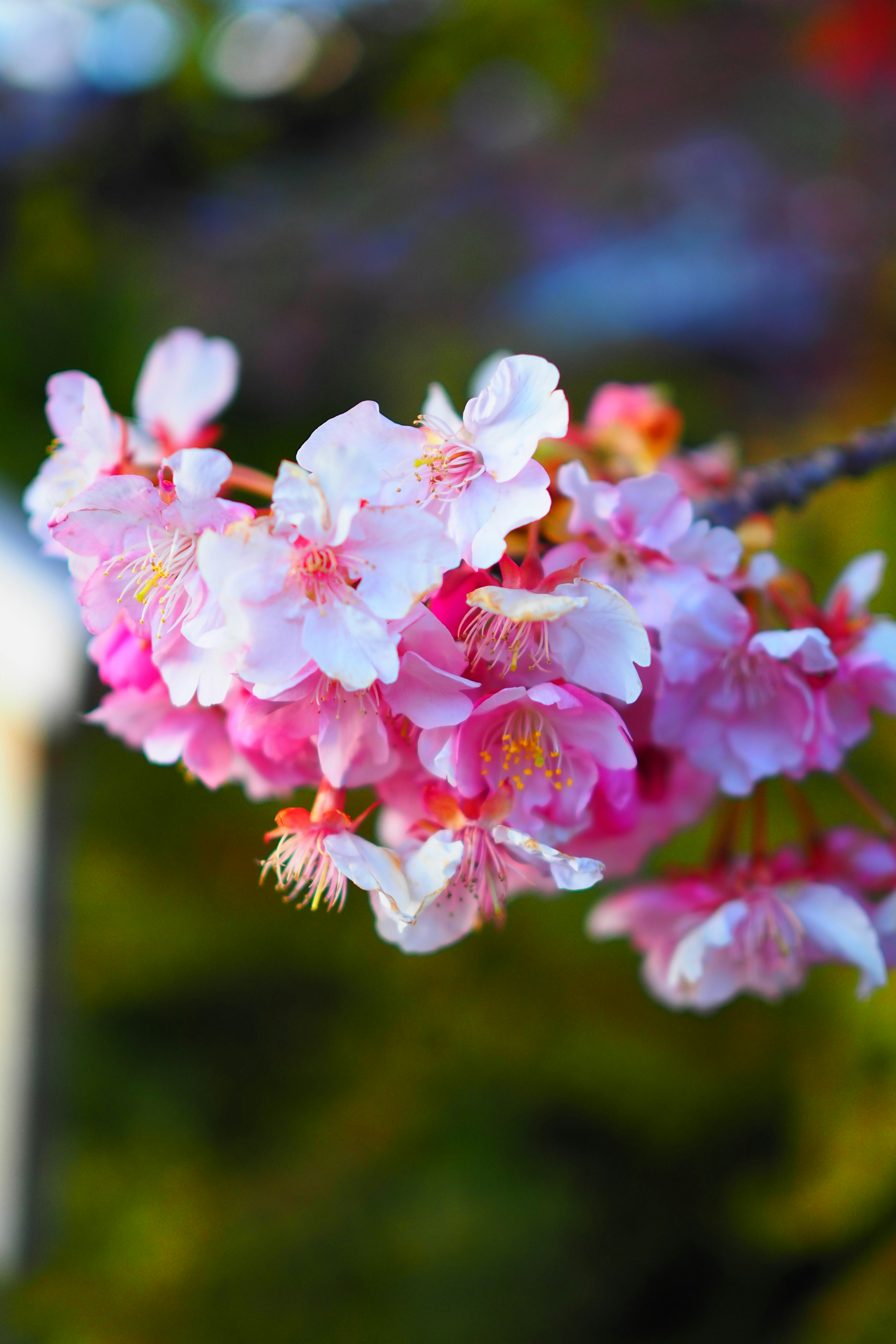 Belle branche de cerisiers en fleurs rose et blanche