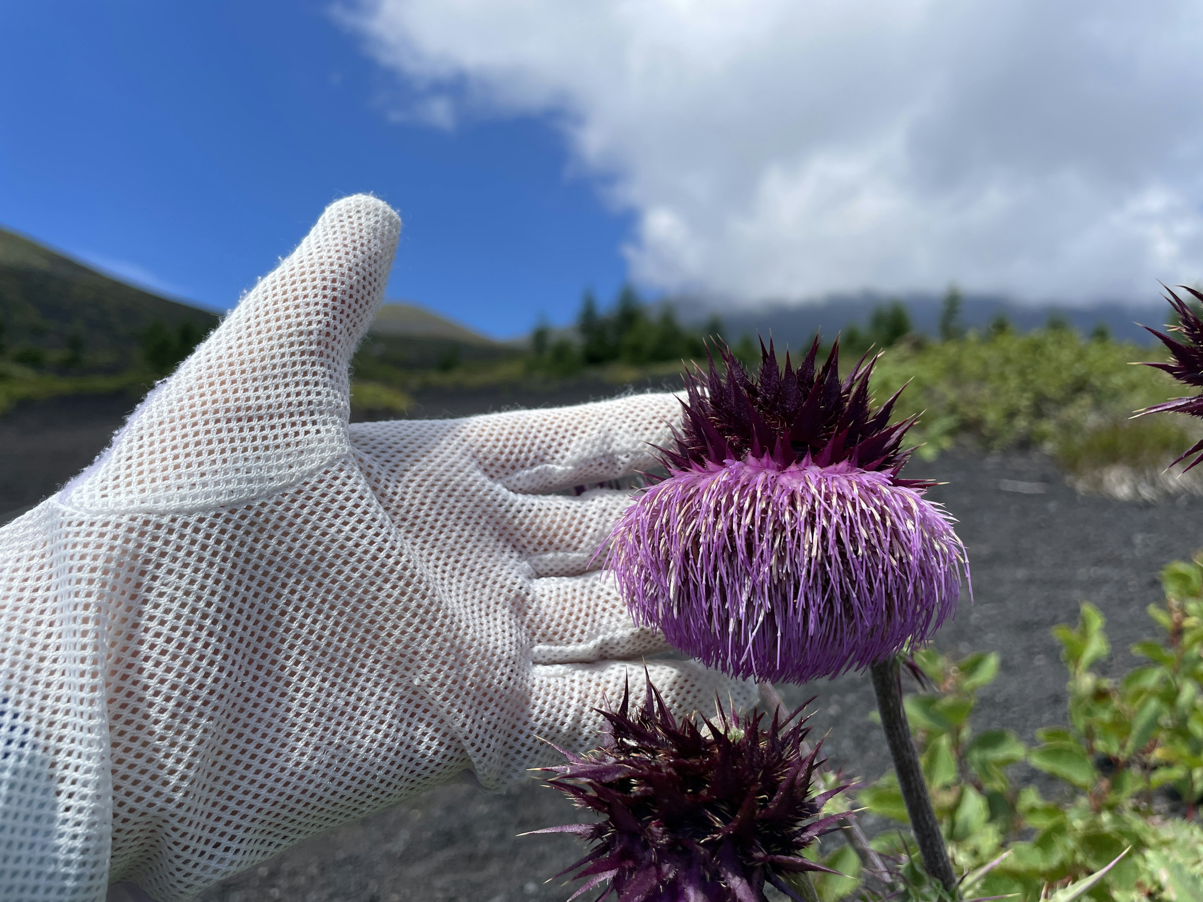 A gloved hand gently touching a purple flower against a blue sky