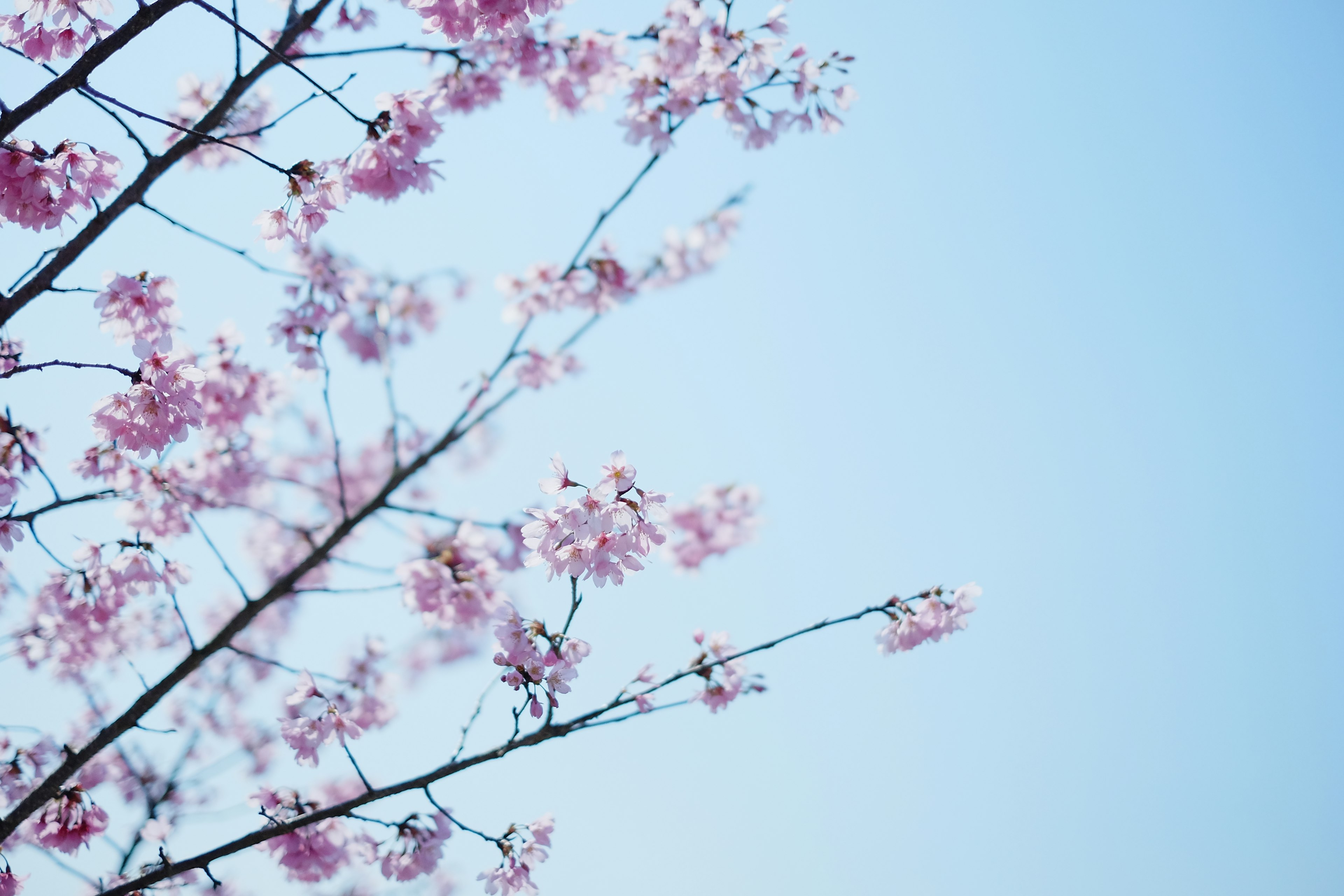 Cherry blossom branches against a clear blue sky