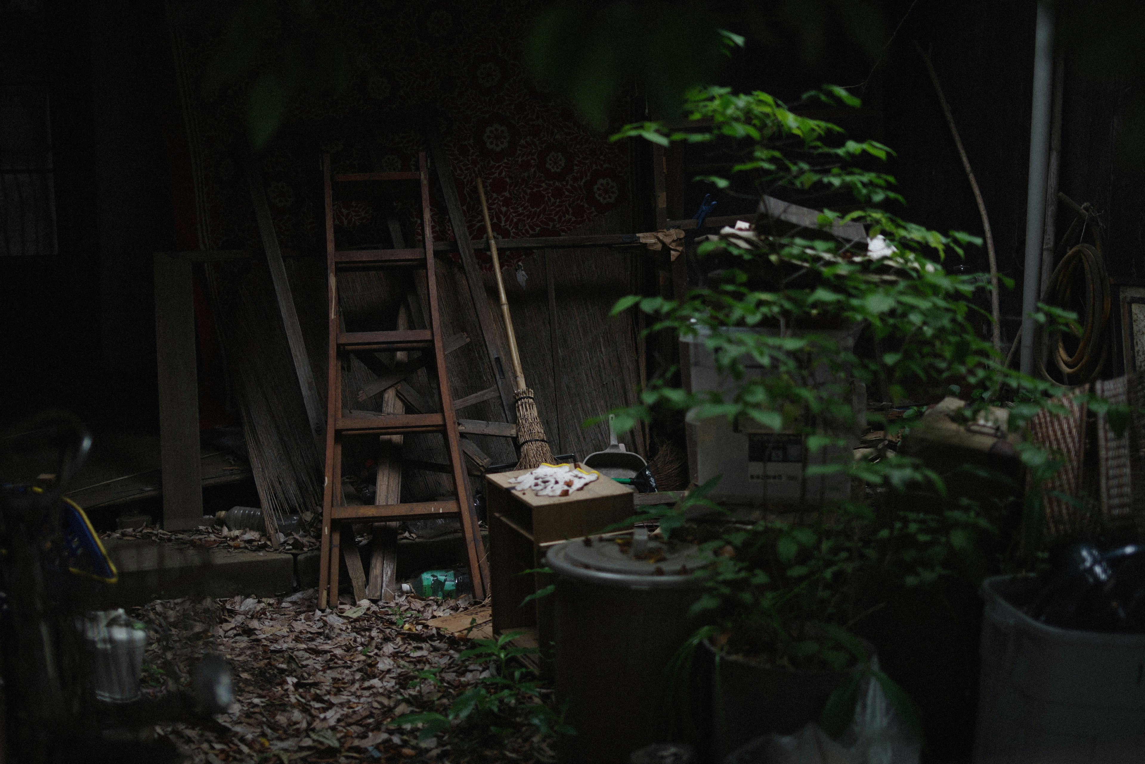 Ancienne échelle en bois dans une zone sombre entourée de plantes