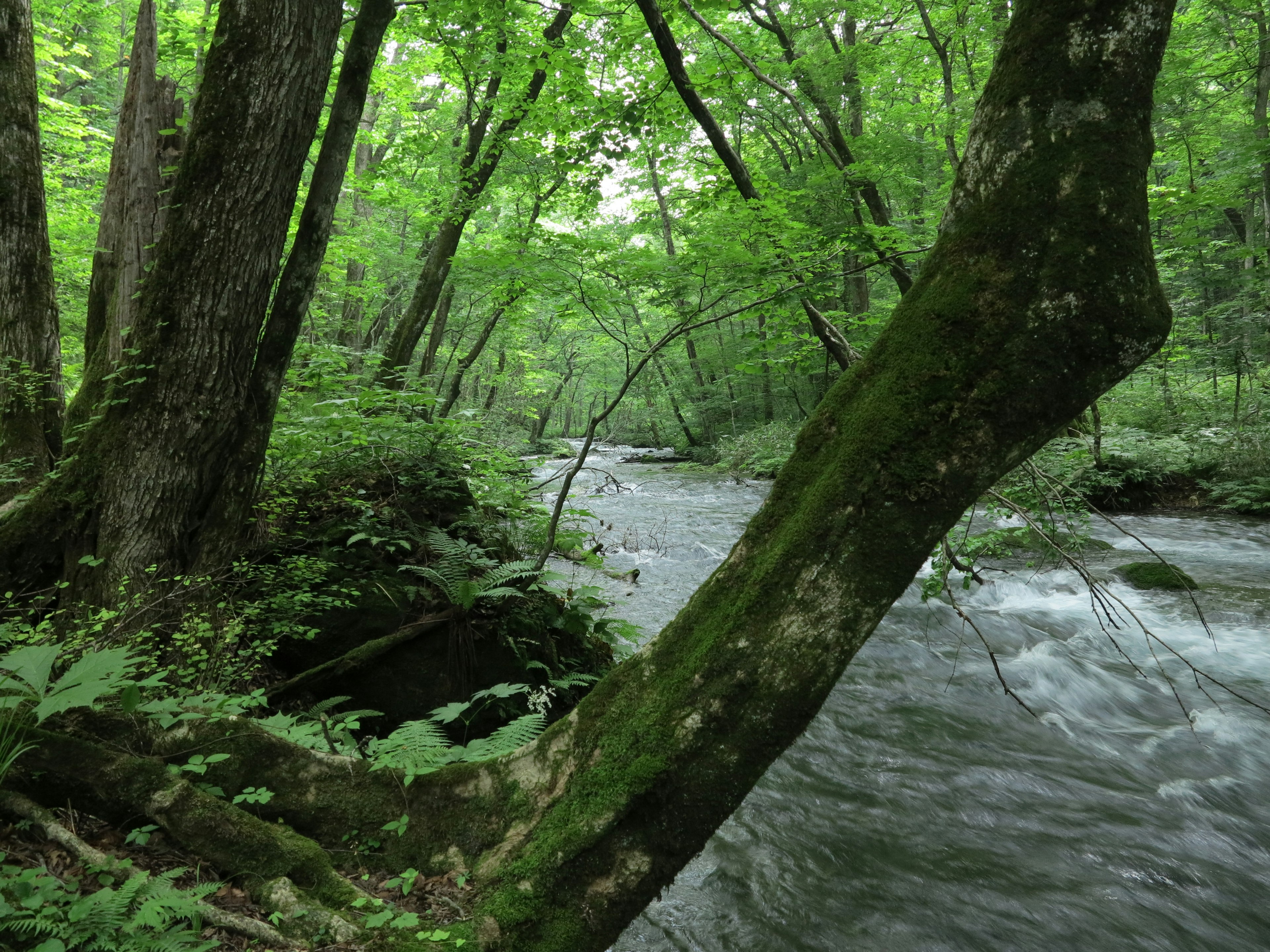 Vista escénica de un arroyo que fluye a través de un bosque verde y frondoso con árboles cubiertos de musgo y un suave flujo de agua