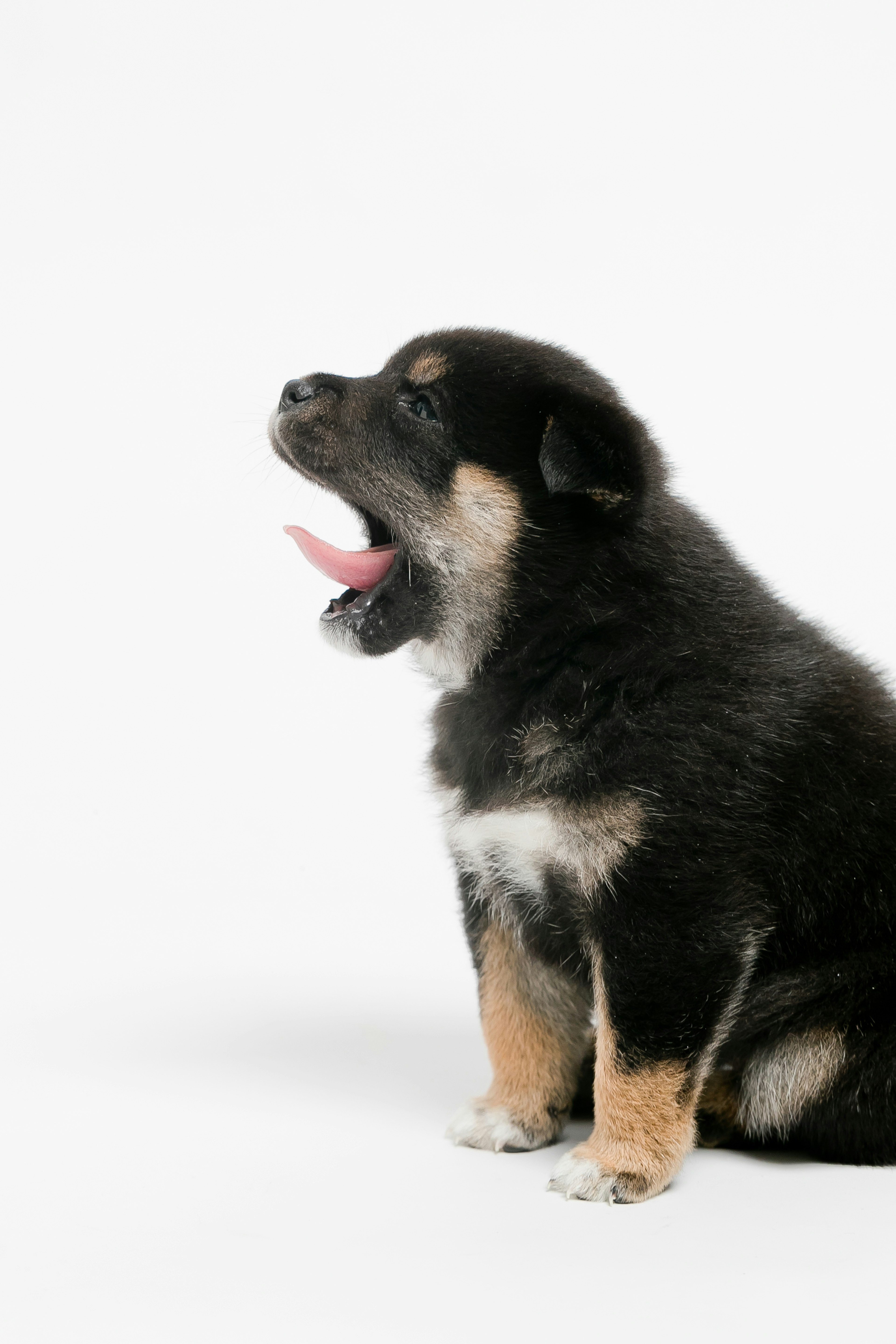 Un cucciolo nero che sbadiglia seduto di lato