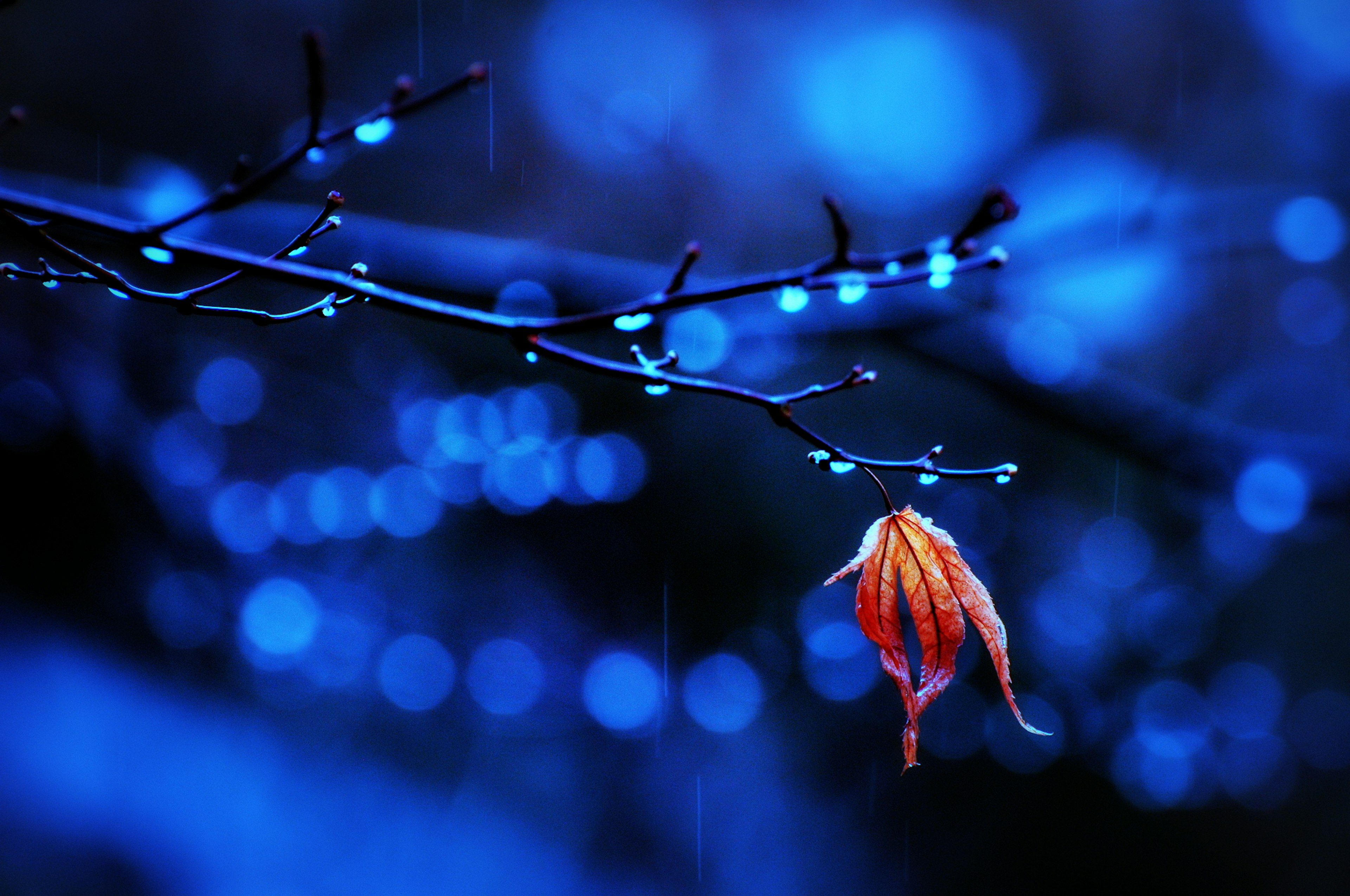 An orange leaf hanging from a branch in a blue, rainy background