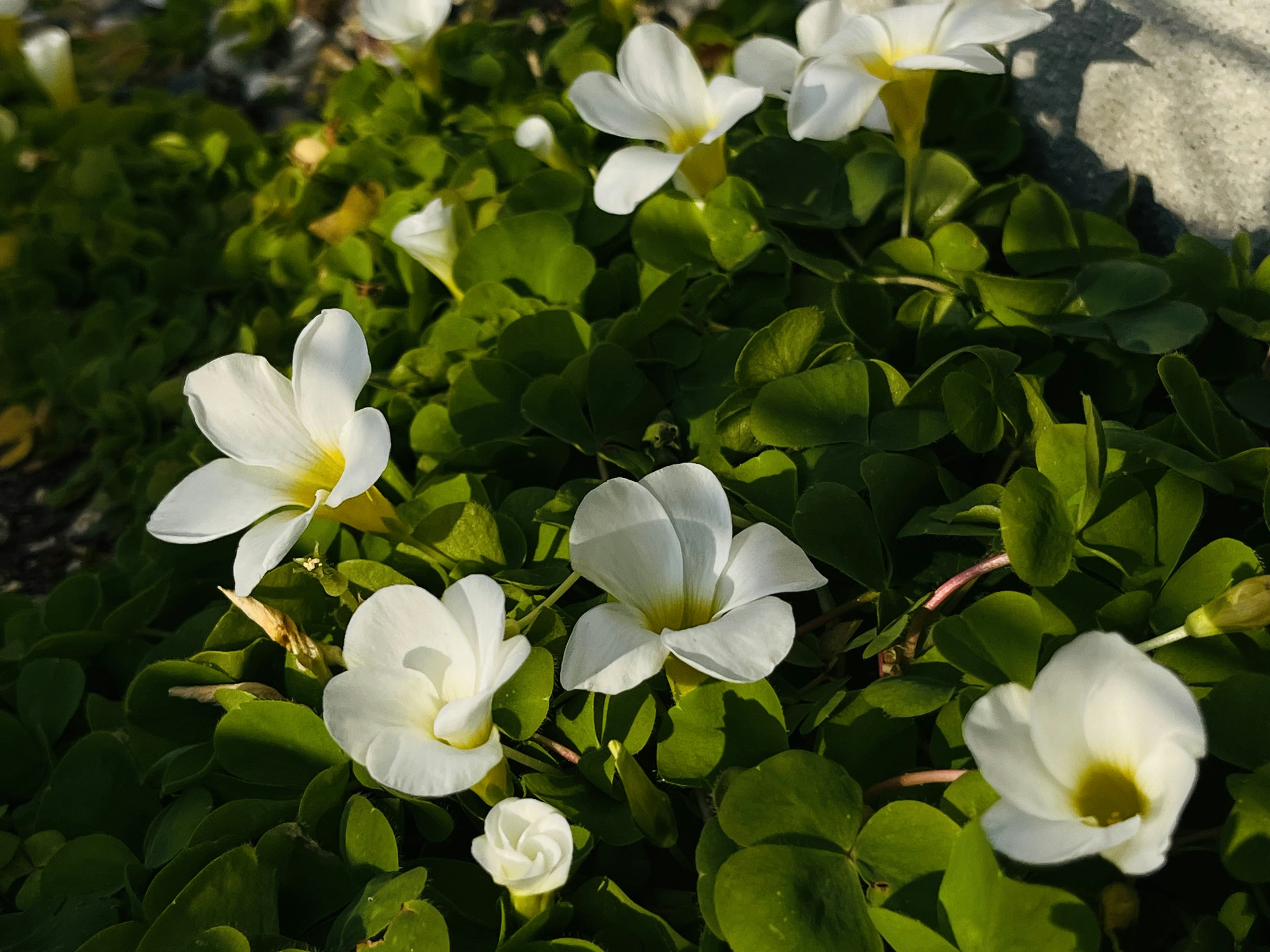 Close-up of white flowers blooming among green leaves