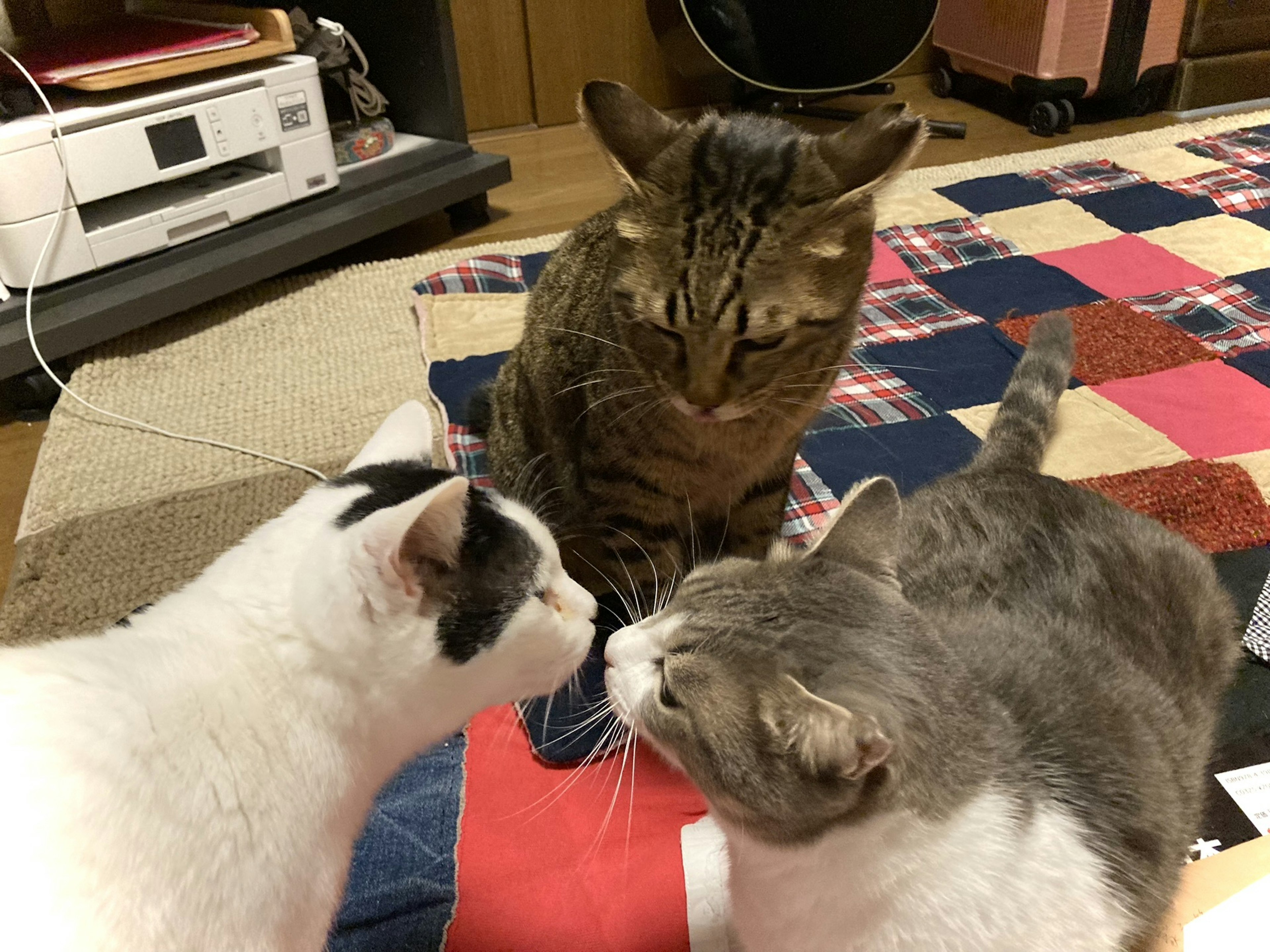 Three cats interacting closely on a colorful quilt