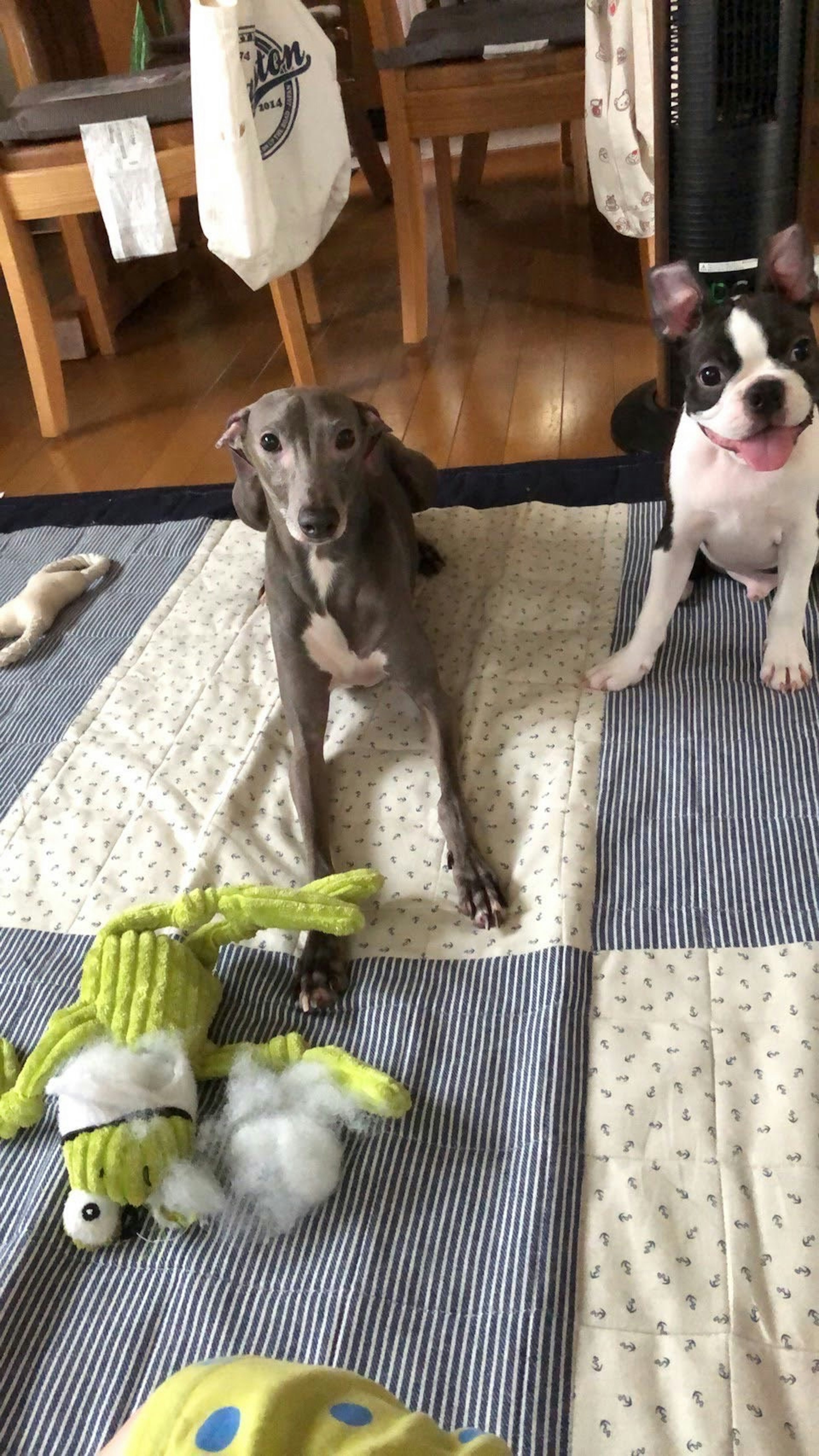 Two dogs sitting on a carpet One is a gray Italian Greyhound The other is a white and black Boston Terrier A frog toy is nearby