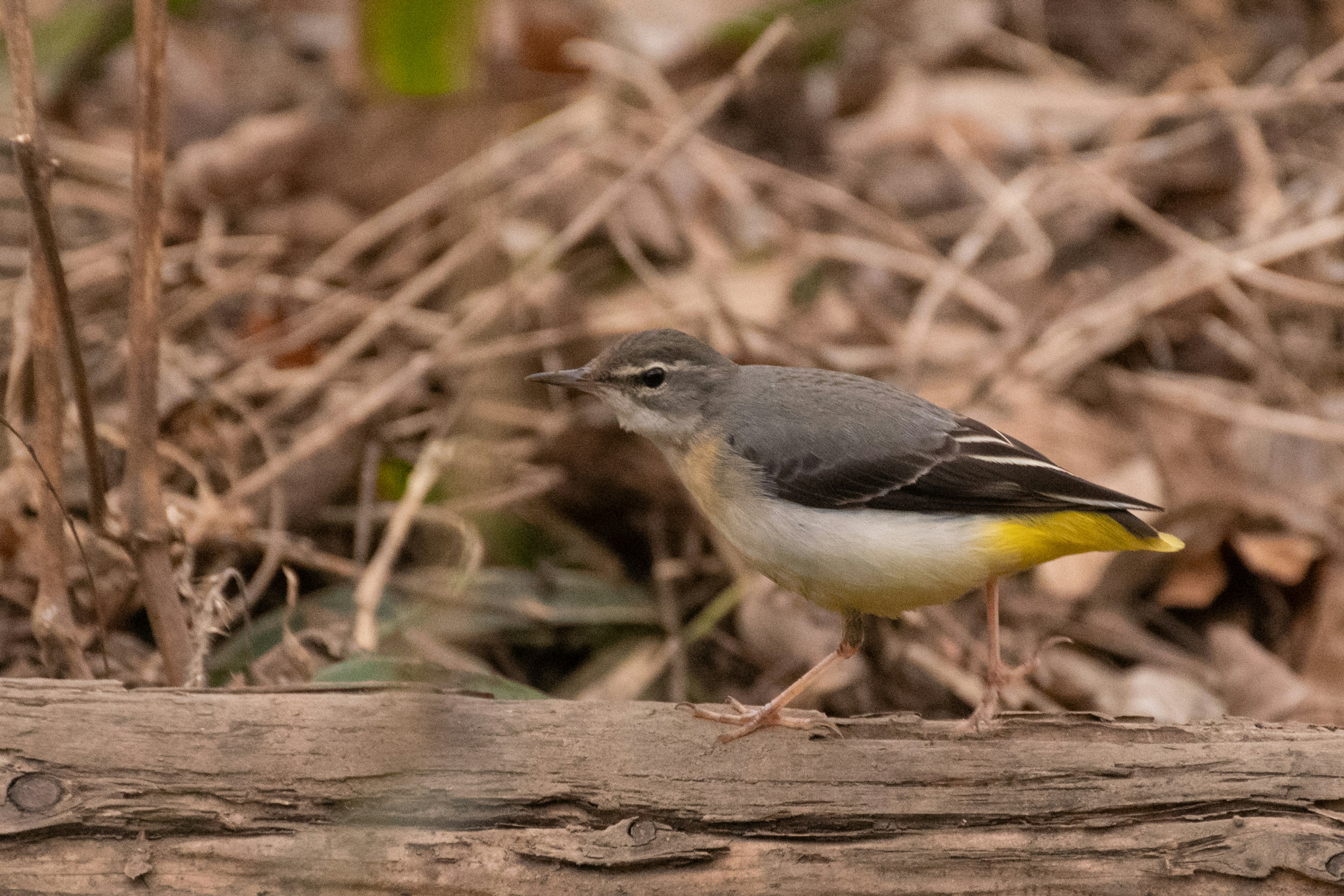 Seekor burung kecil dengan bulu abu-abu dan perut kuning berdiri di tanah