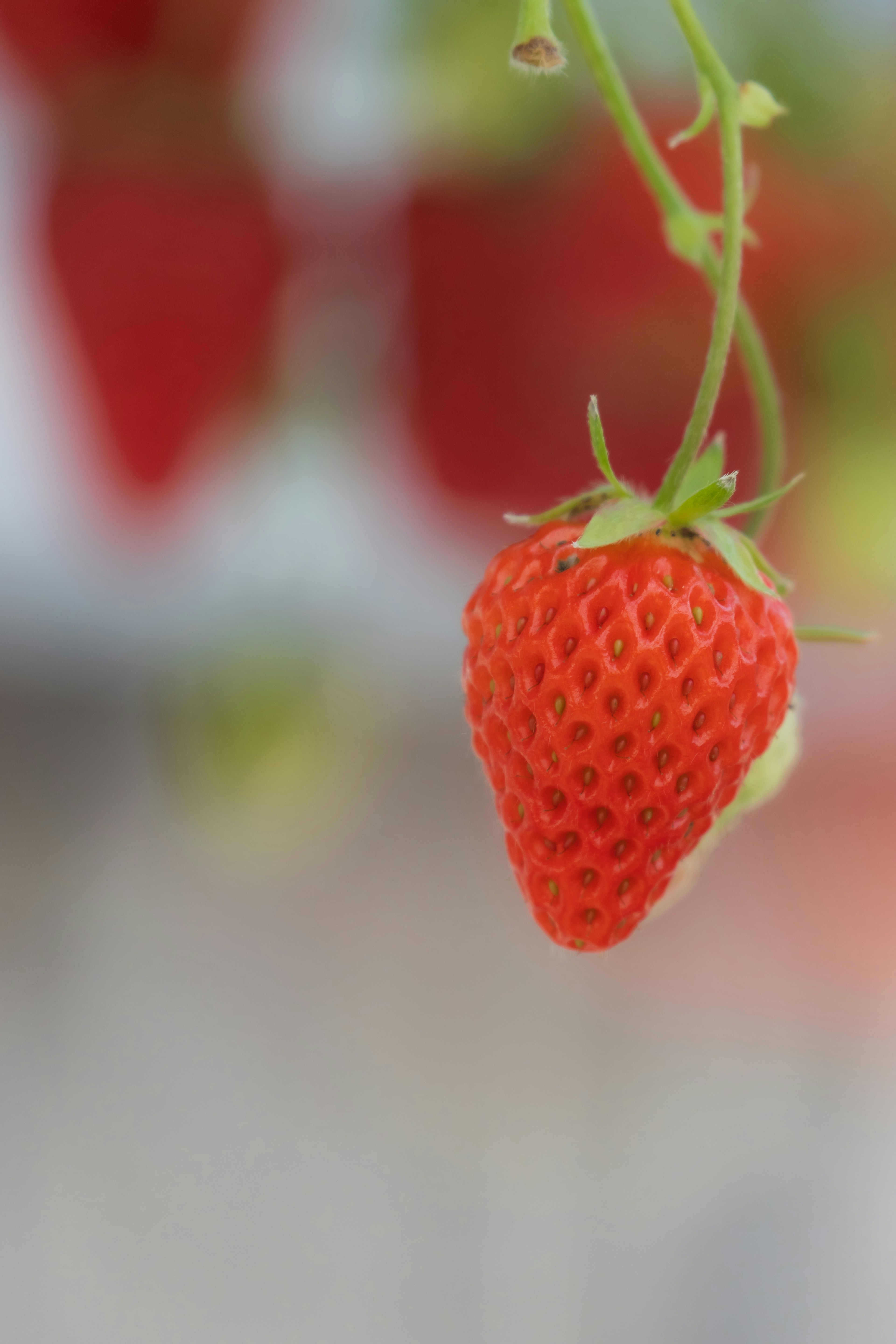 A ripe red strawberry hanging from a green stem