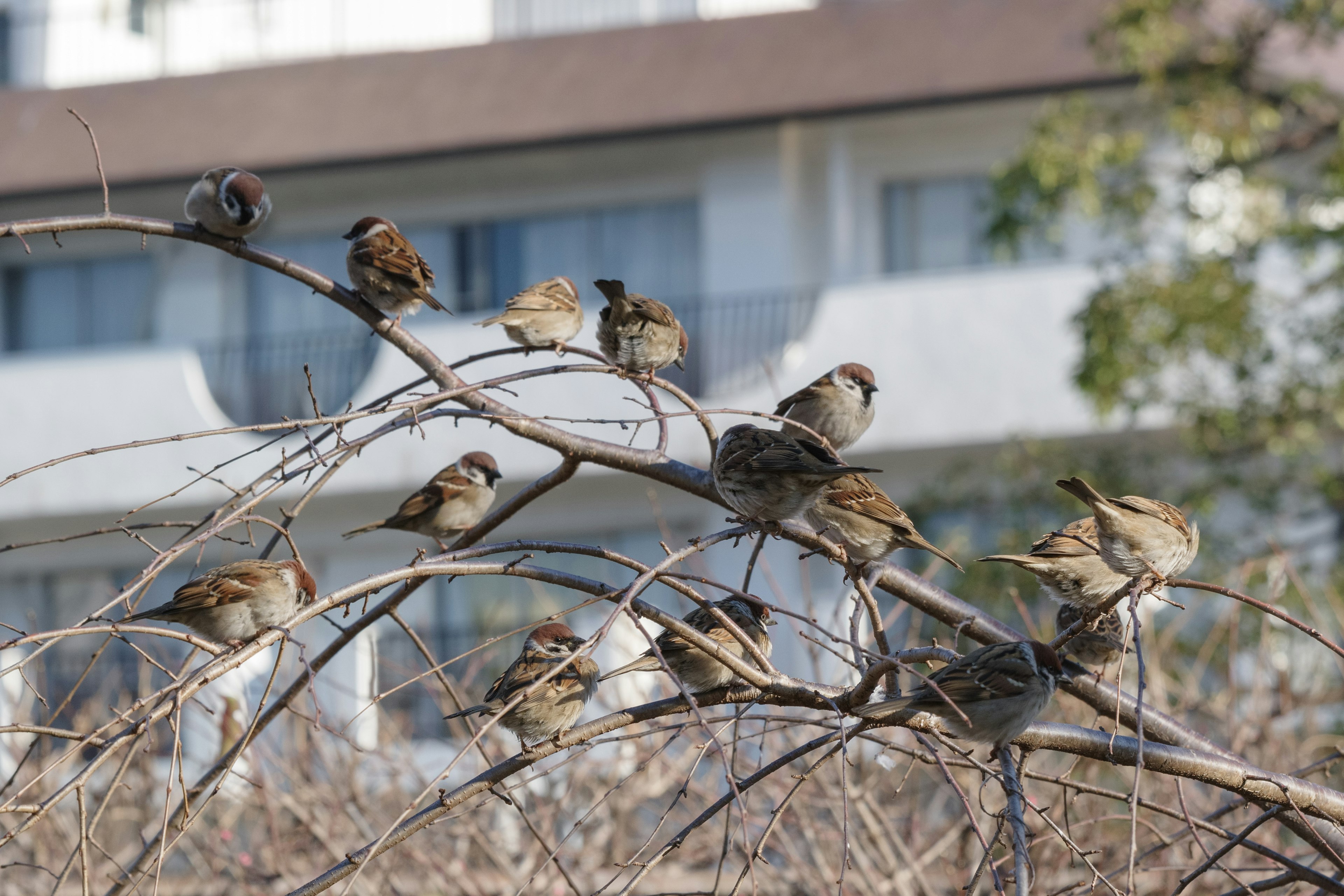 Un groupe de moineaux perché sur des branches avec un bâtiment en arrière-plan