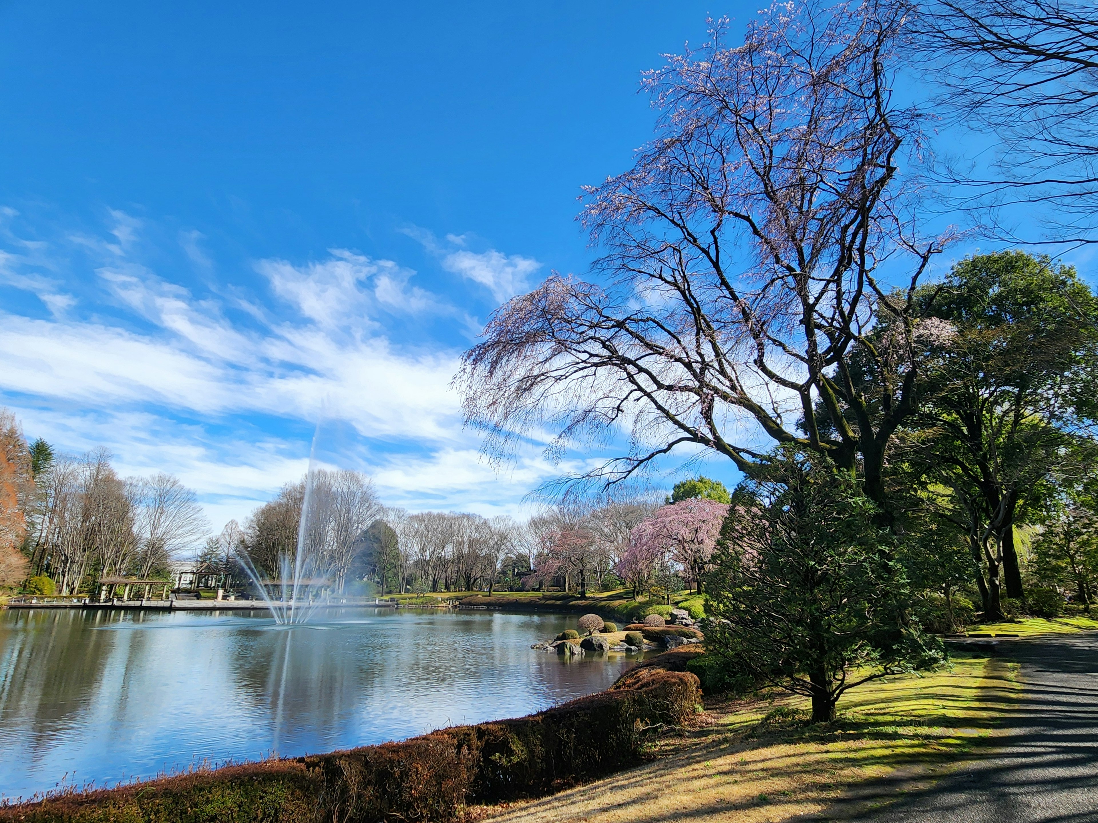 ทิวทัศน์ที่สวยงามของสวนที่มีบ่อน้ำและต้นซากุระใต้ท้องฟ้าสีฟ้า