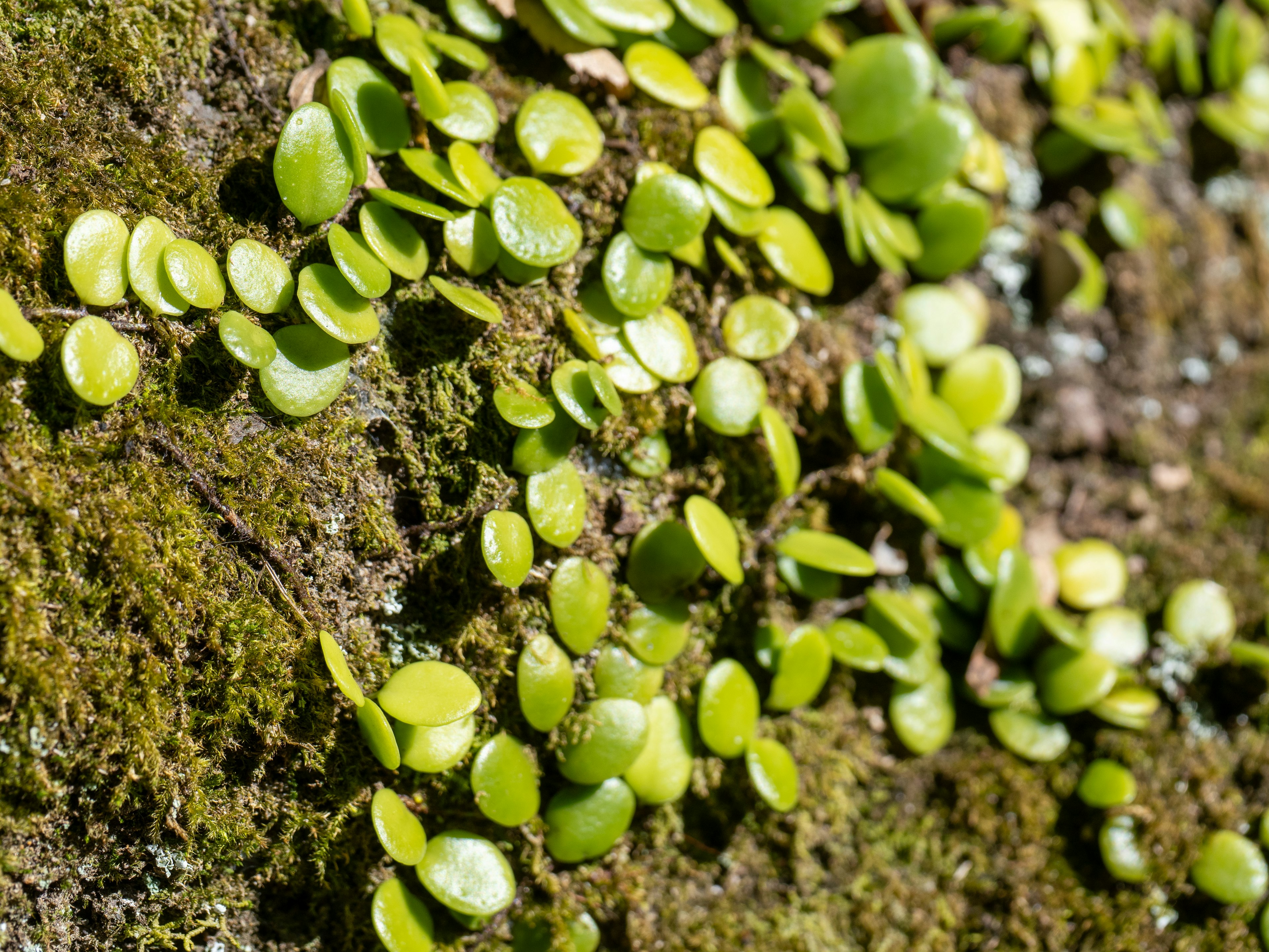 Small green leaves growing on a rocky surface