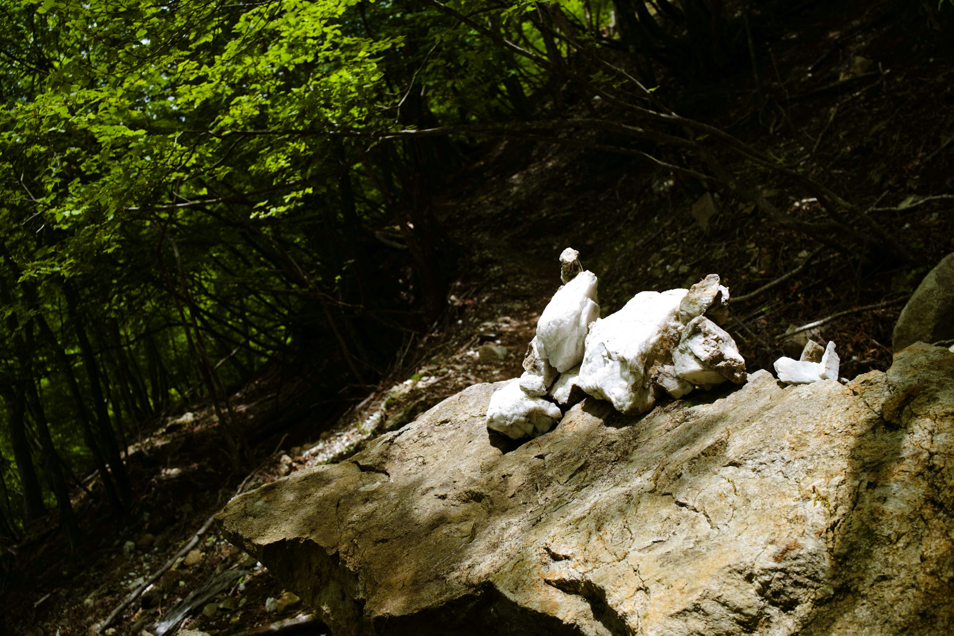 Un animale bianco sdraiato su una grande roccia nella foresta