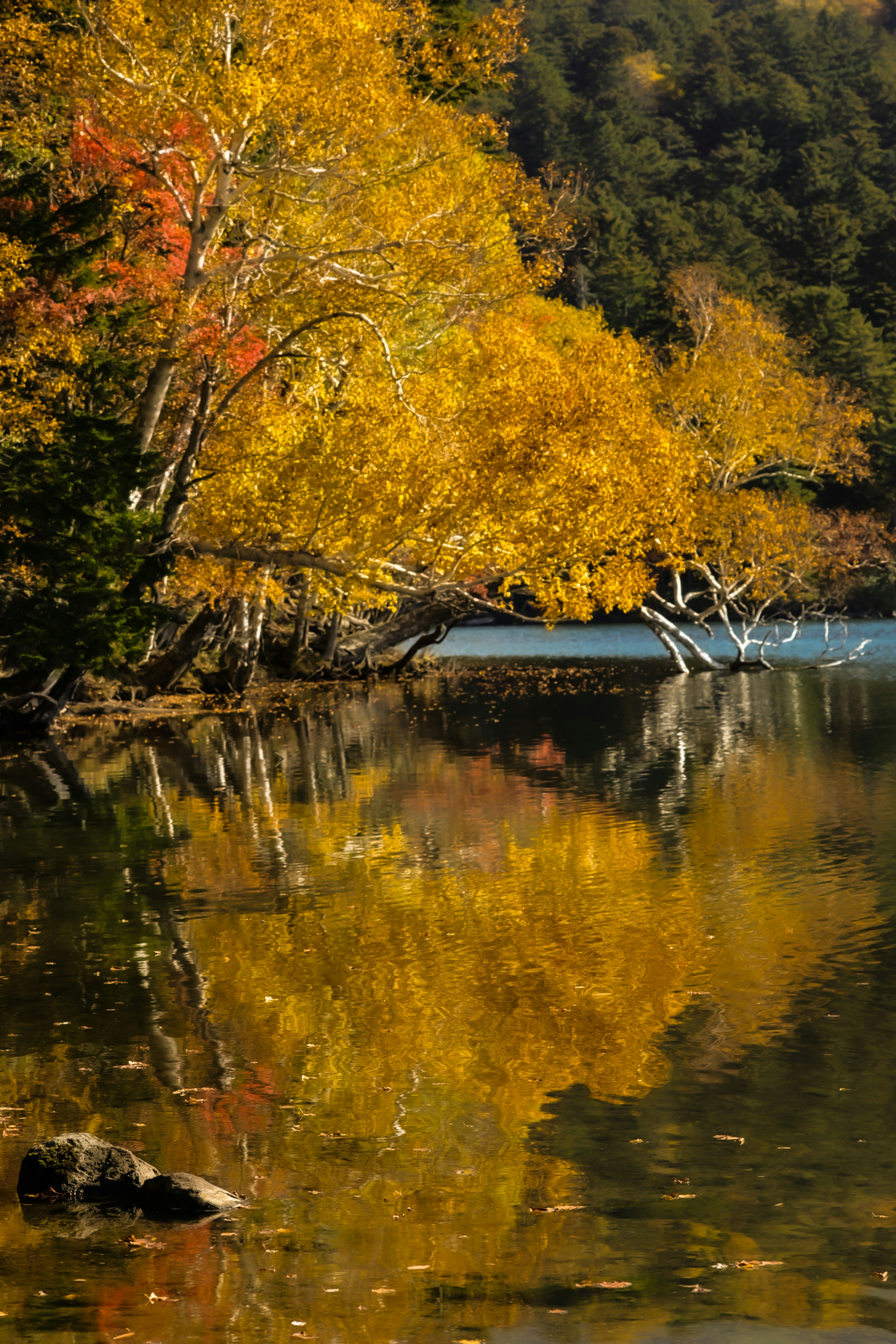 Magnifique paysage d'automne avec des arbres jaunes reflétés dans un lac