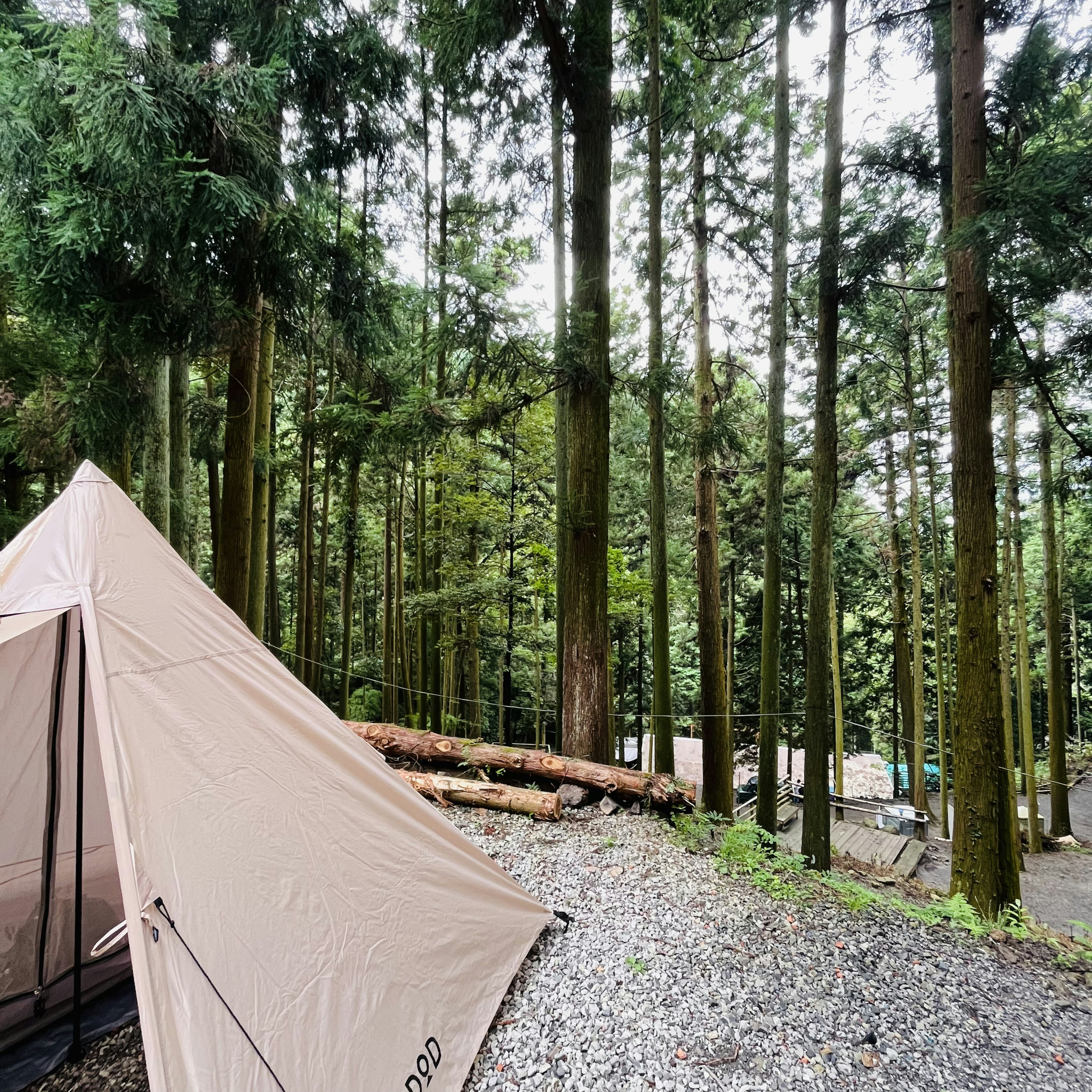 Tenda in una foresta con alberi alti intorno