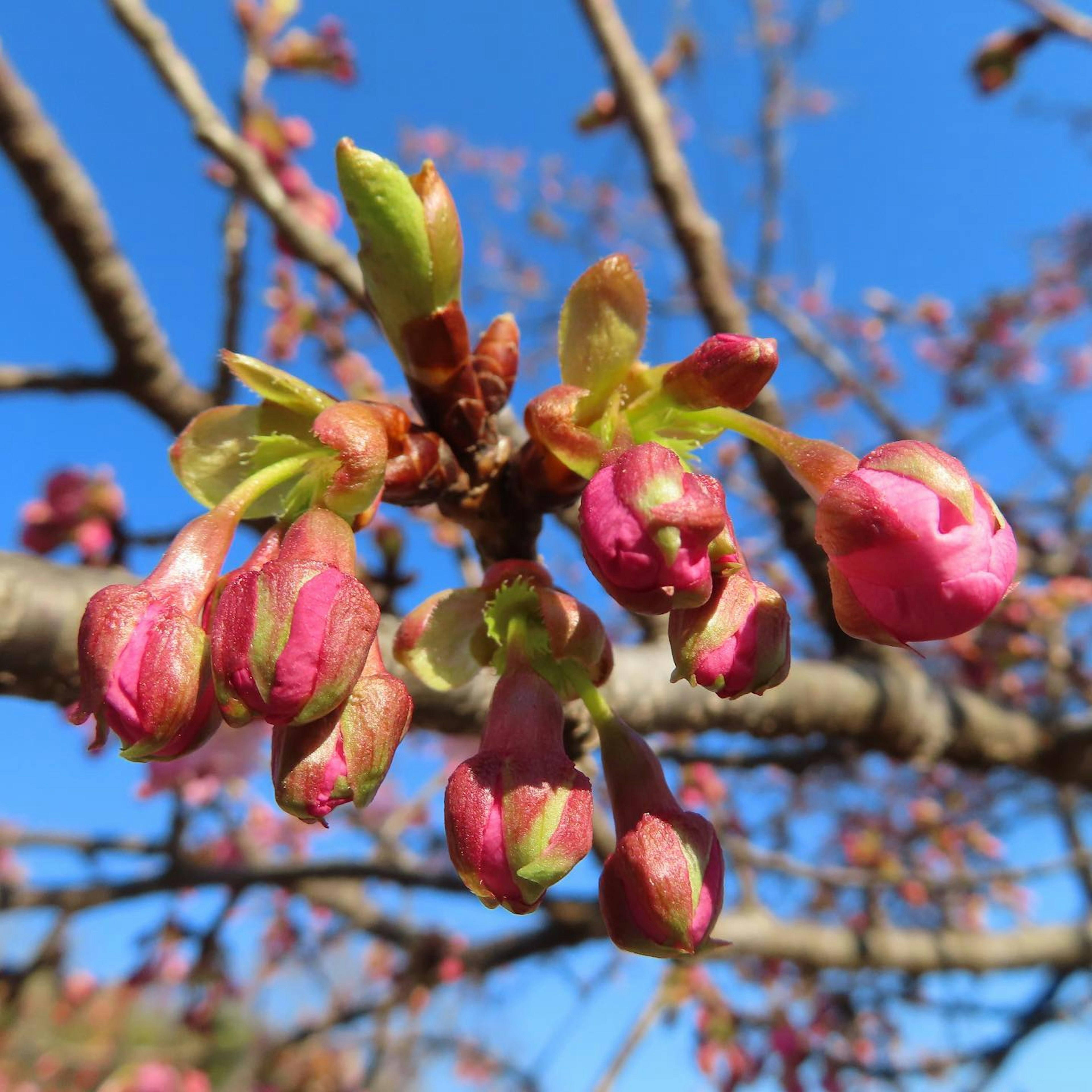 Kuncup bunga sakura bersiap mekar di bawah langit biru