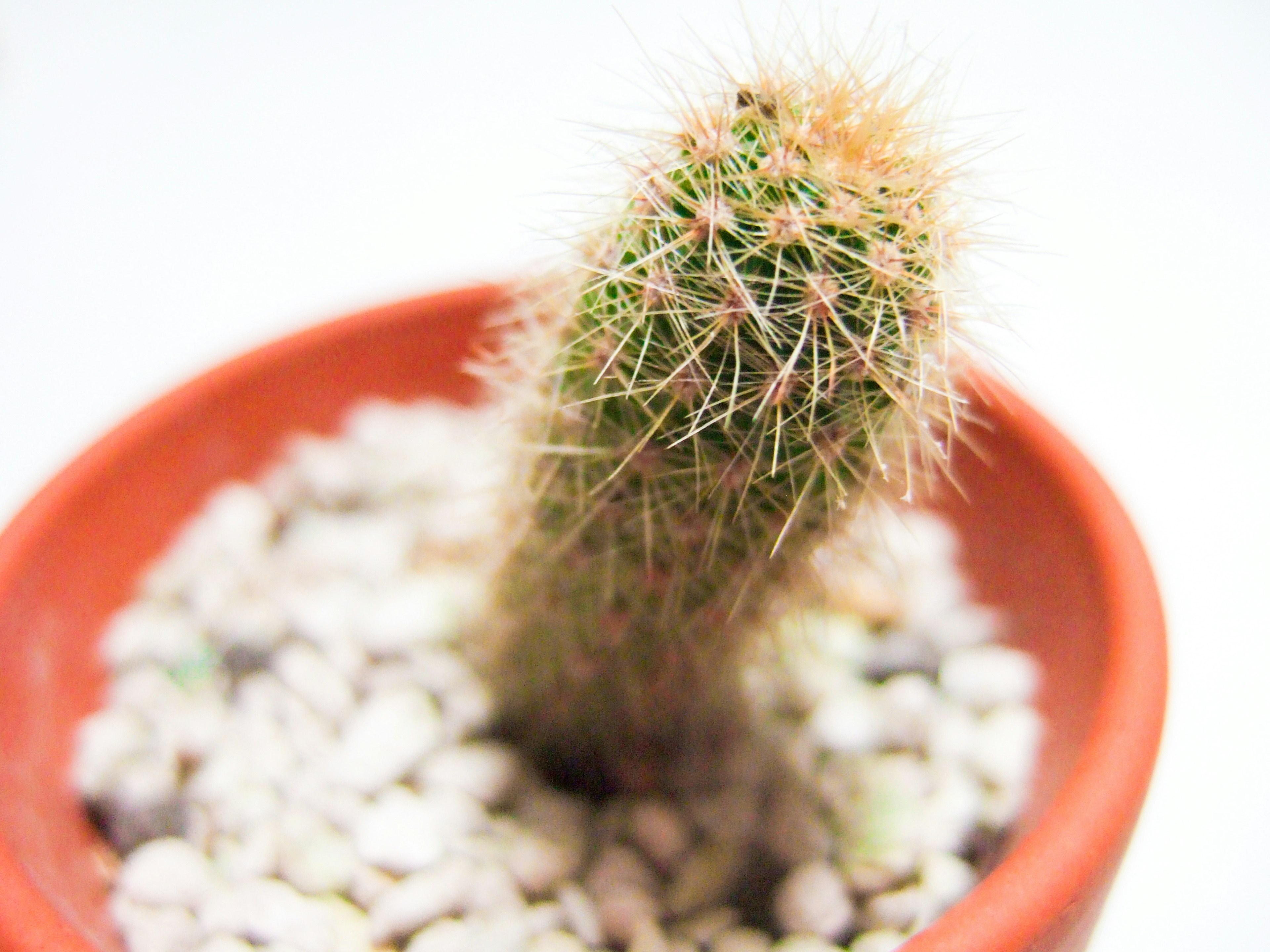 A small cactus in a terracotta pot with gravel