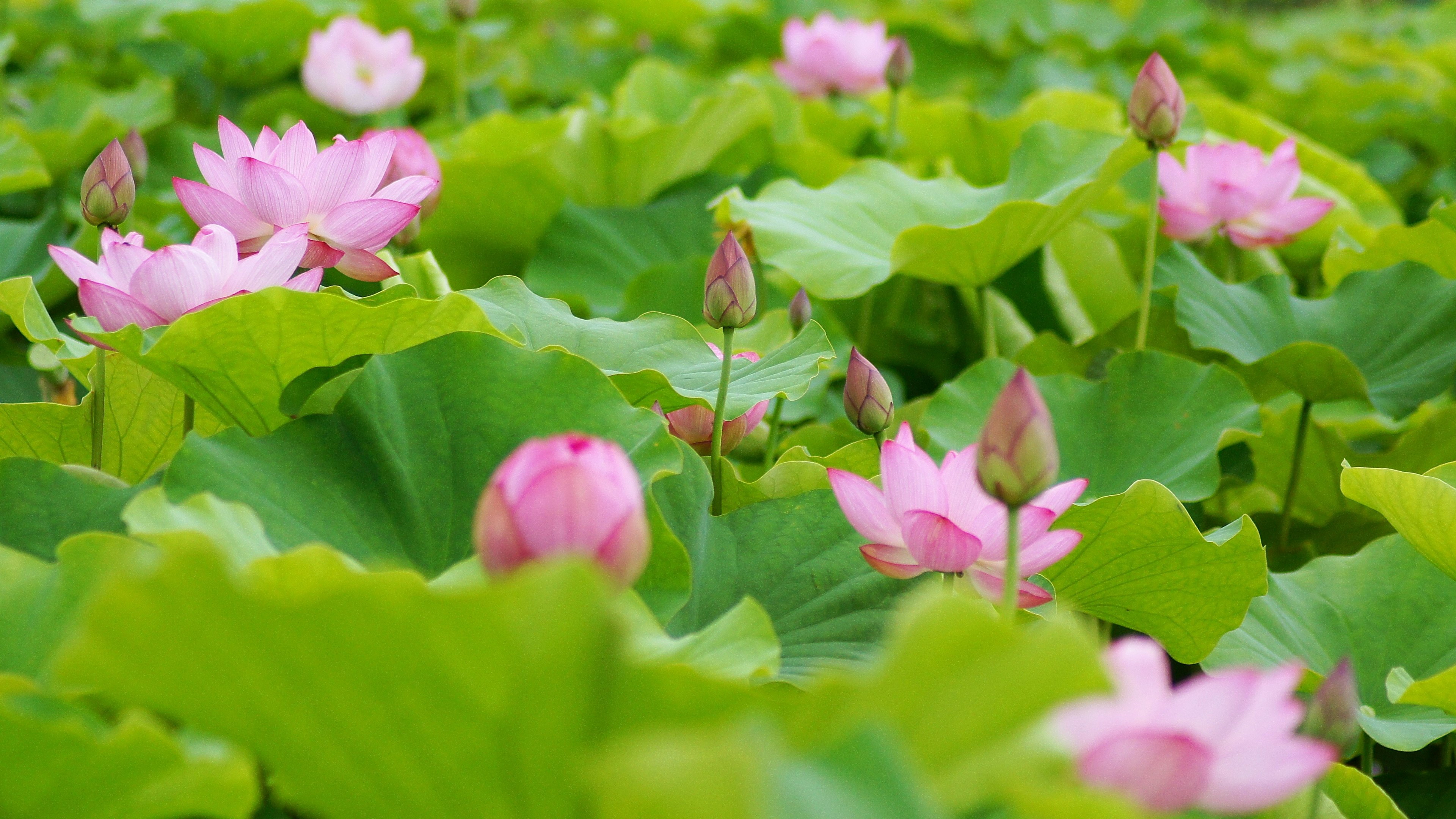 Pink lotus flowers blooming among green leaves