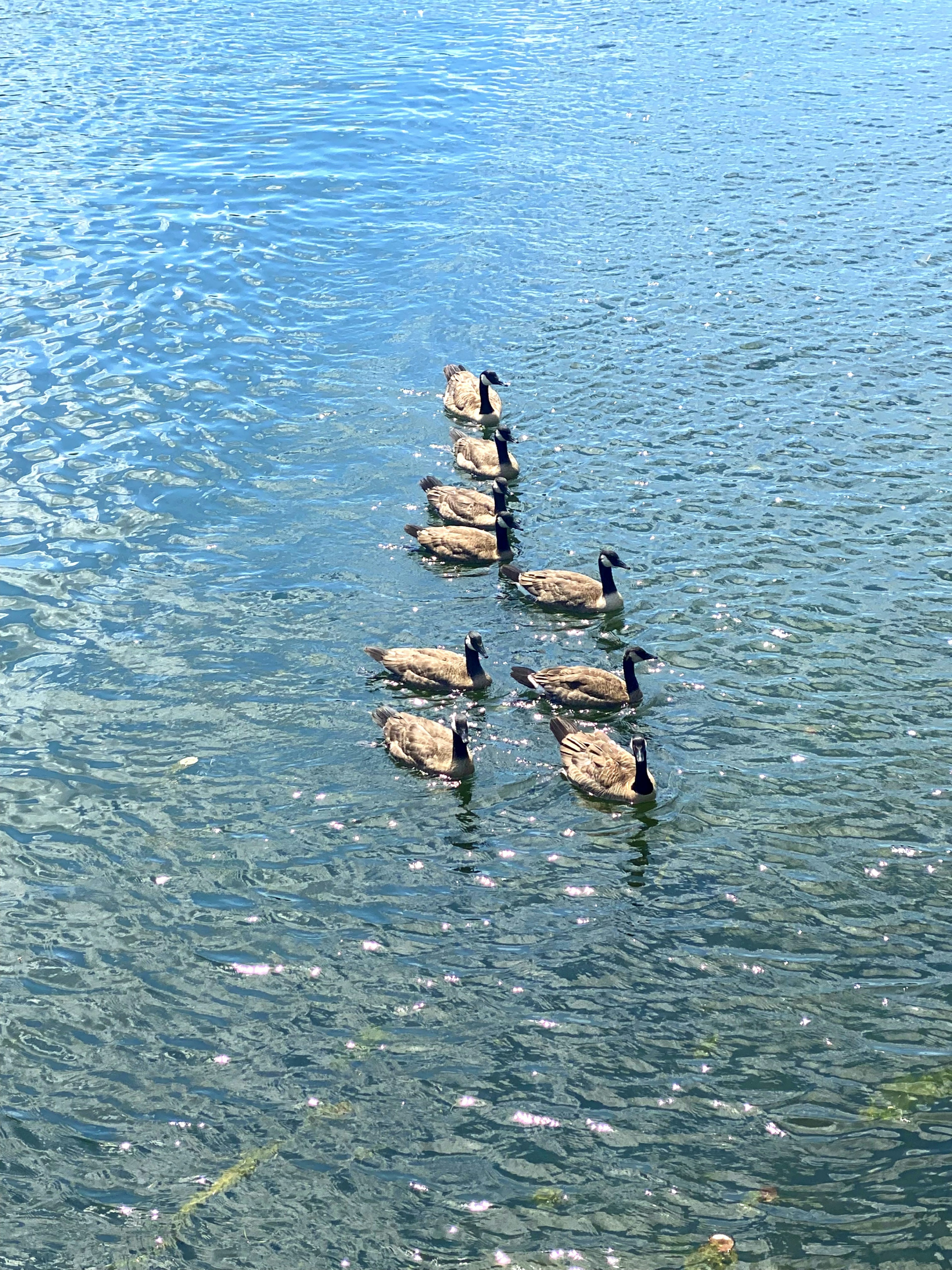 Un grupo de patos nadando en línea en la superficie del agua